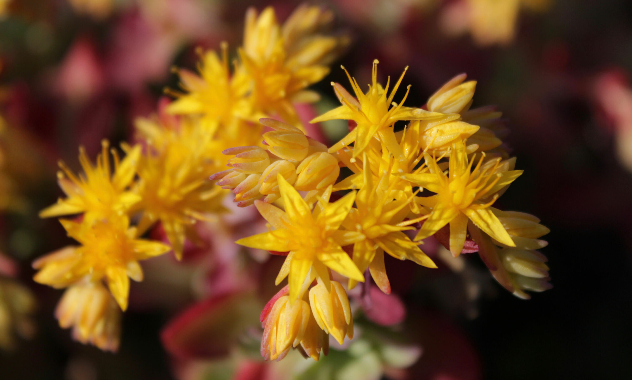 Sedum palmeri