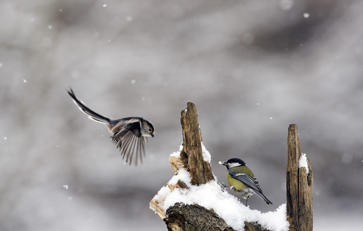 Codibugnolo vs Cinciallegra