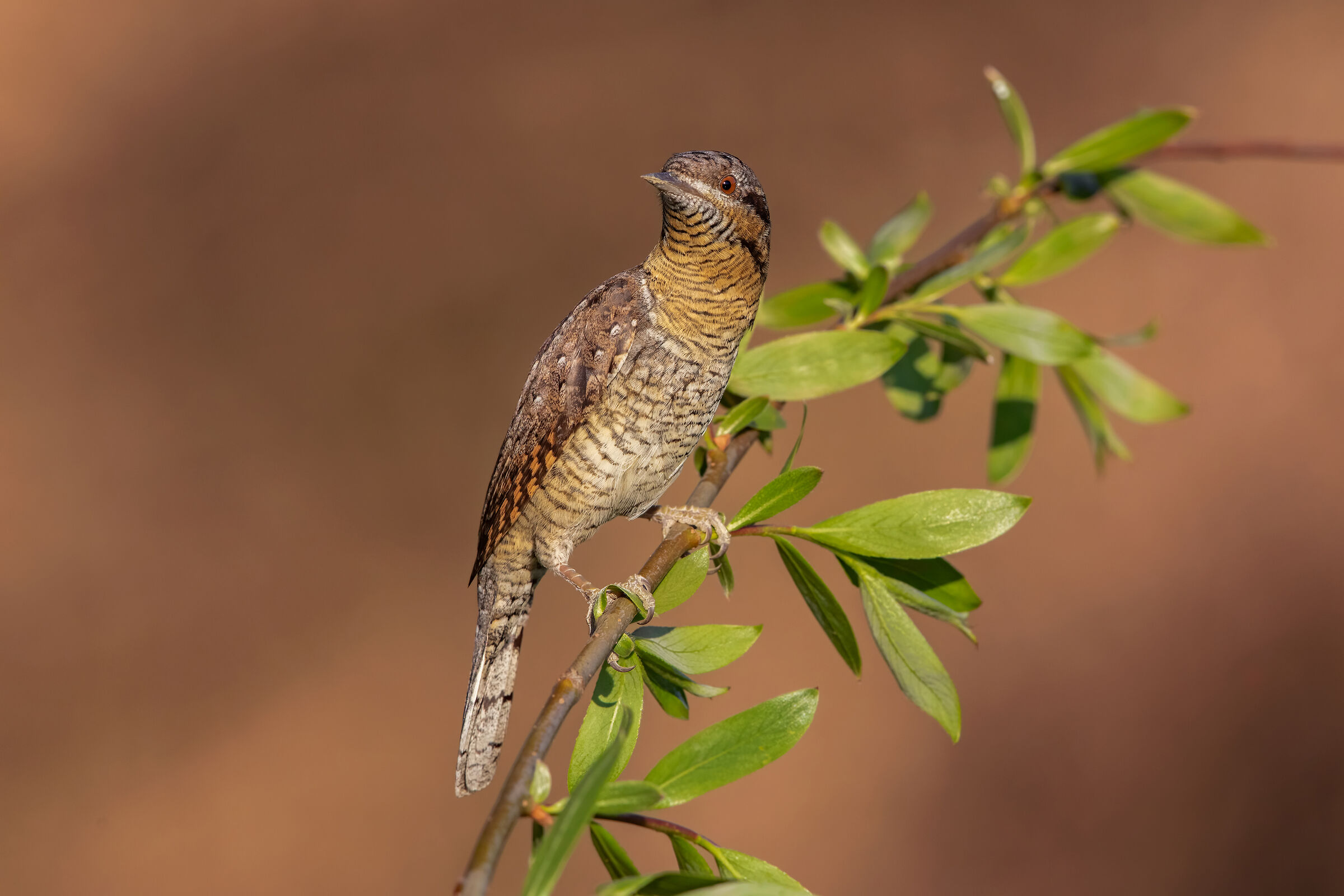 ..torcicollo al sole..