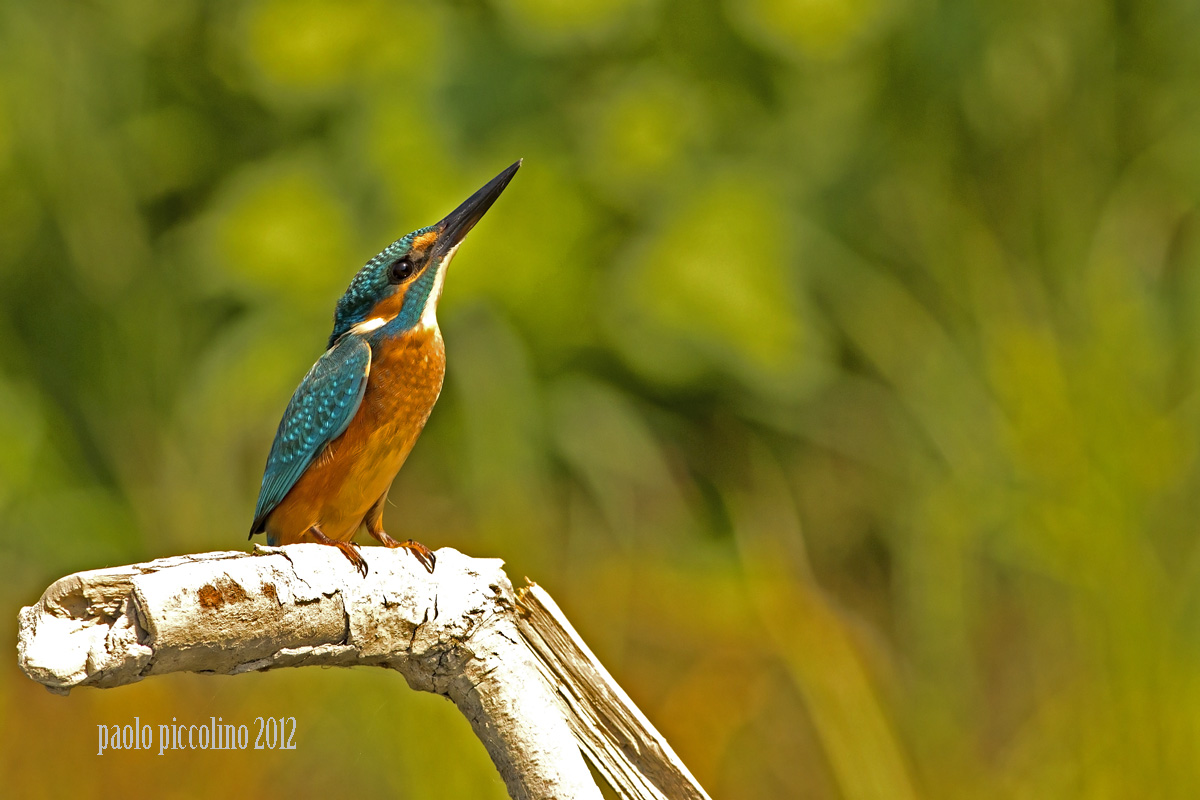 martino sull'attenti