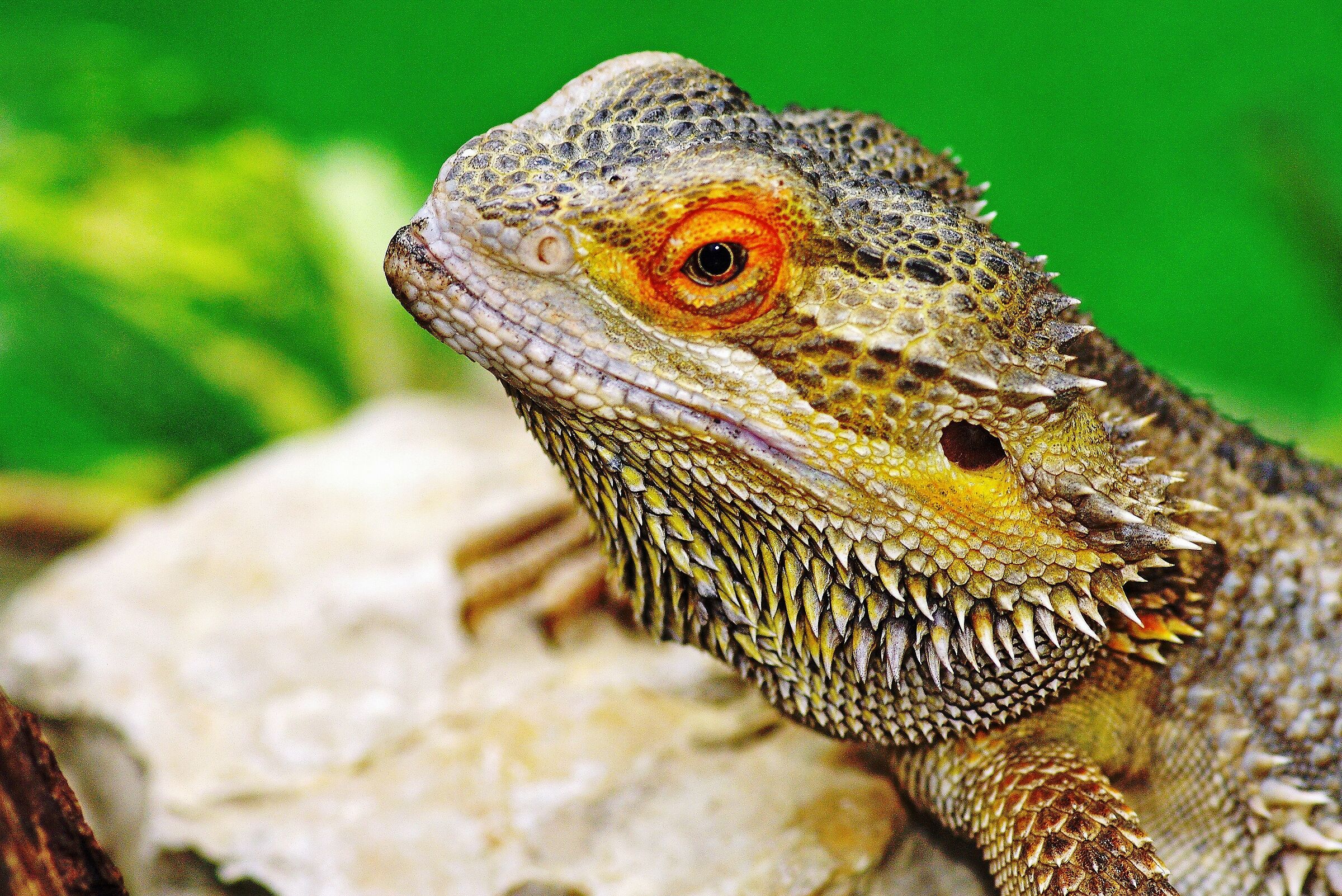 Drago barbuto -2 (Pogona vitticeps)