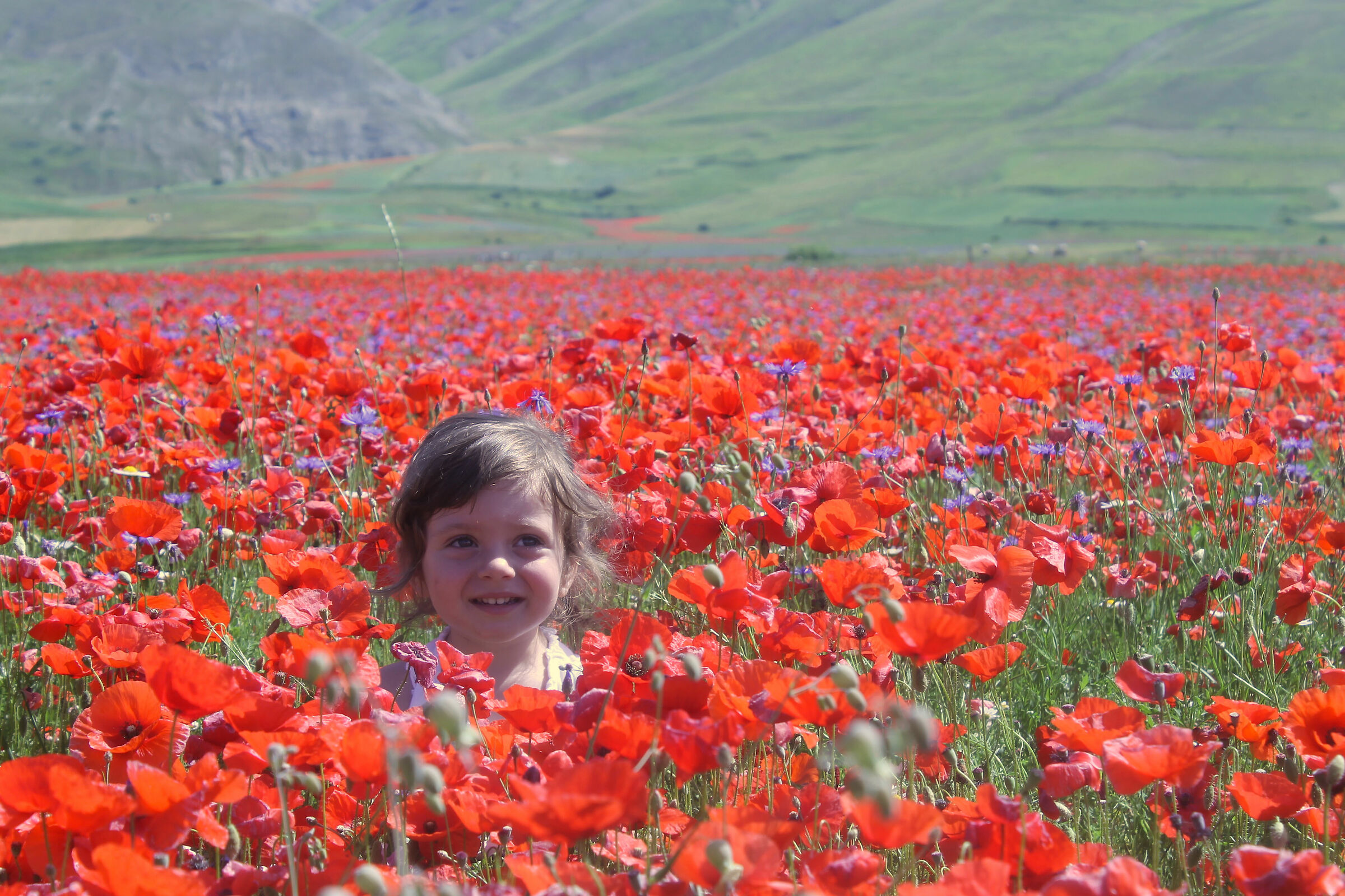 Lo sai che i papaveri son alti alti alti...