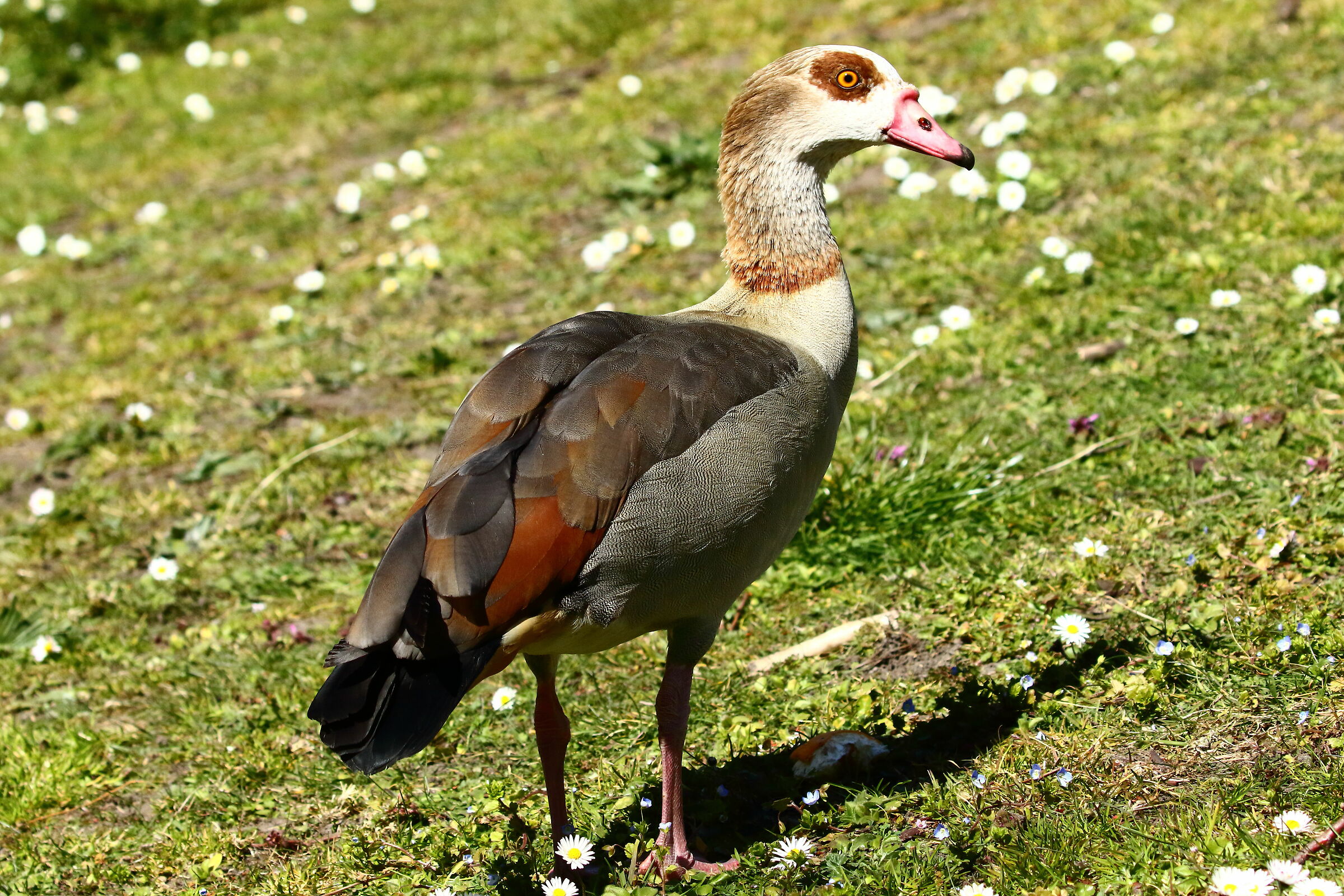 Egyptian goose