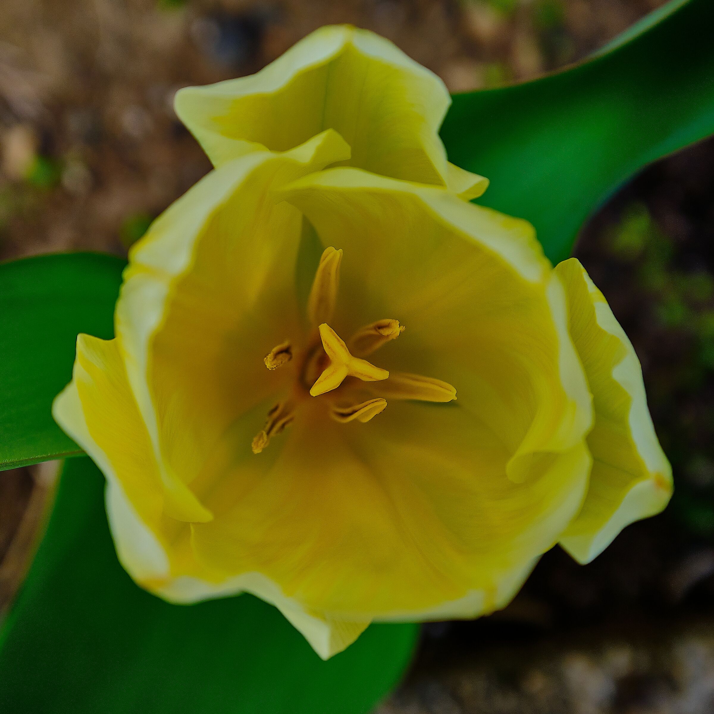 Tulip