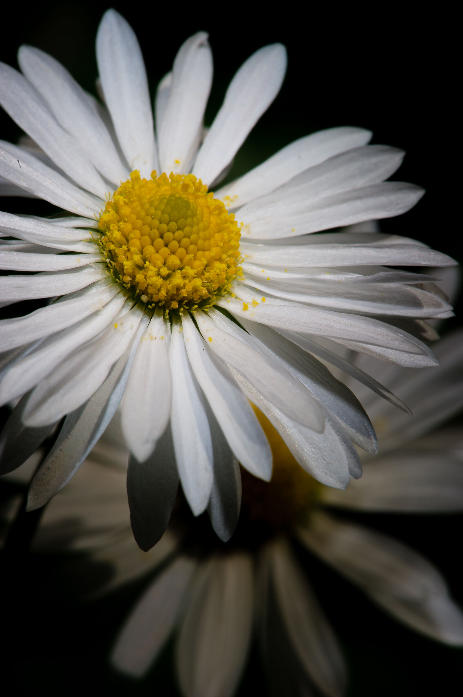 Light games in the garden