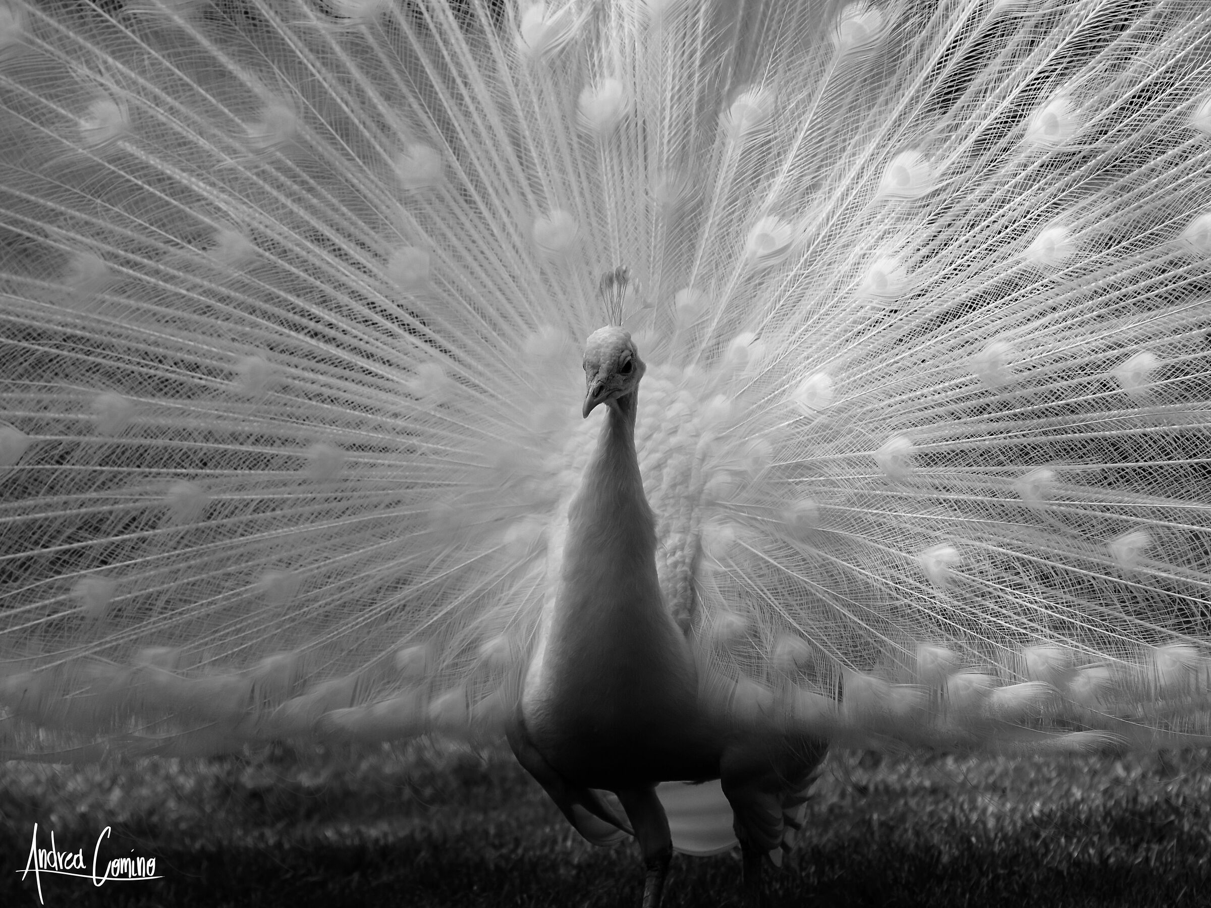 The white peacock