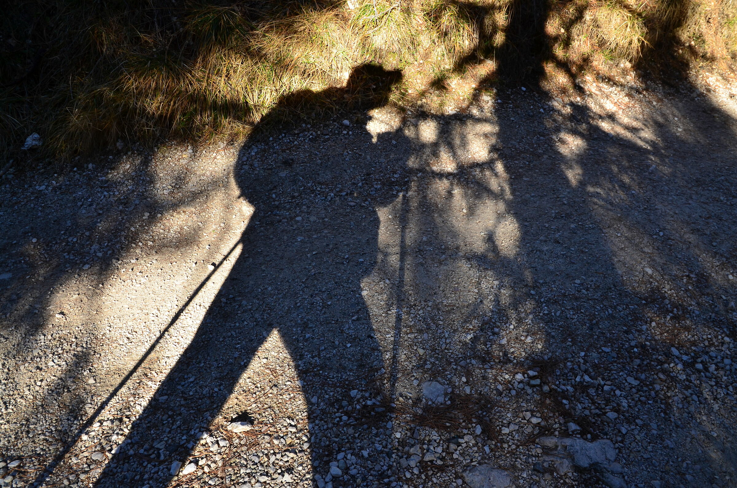 Faithful Walking Companion