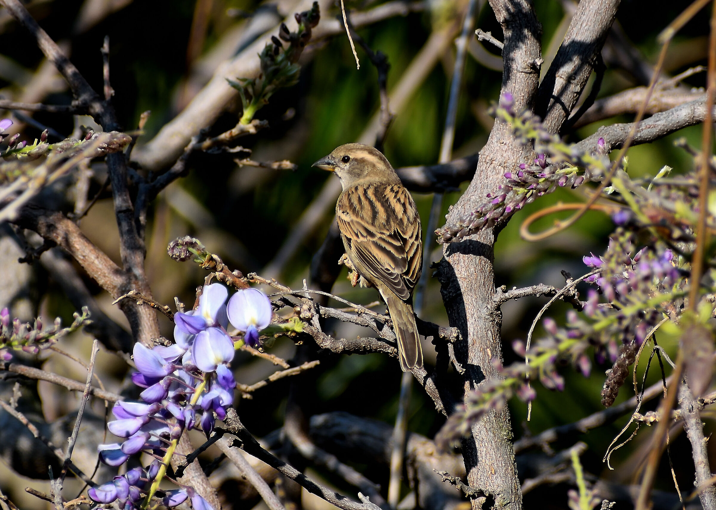 Passerotto sulla Wisteria (Glicine)