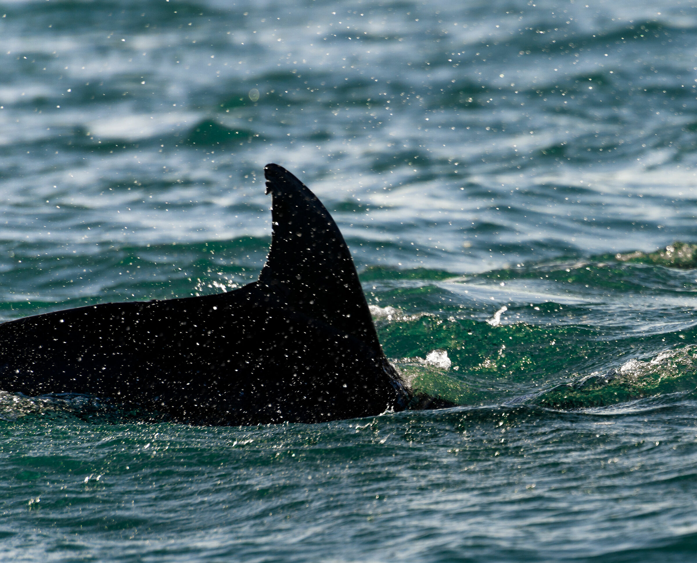 Dolphin Fin