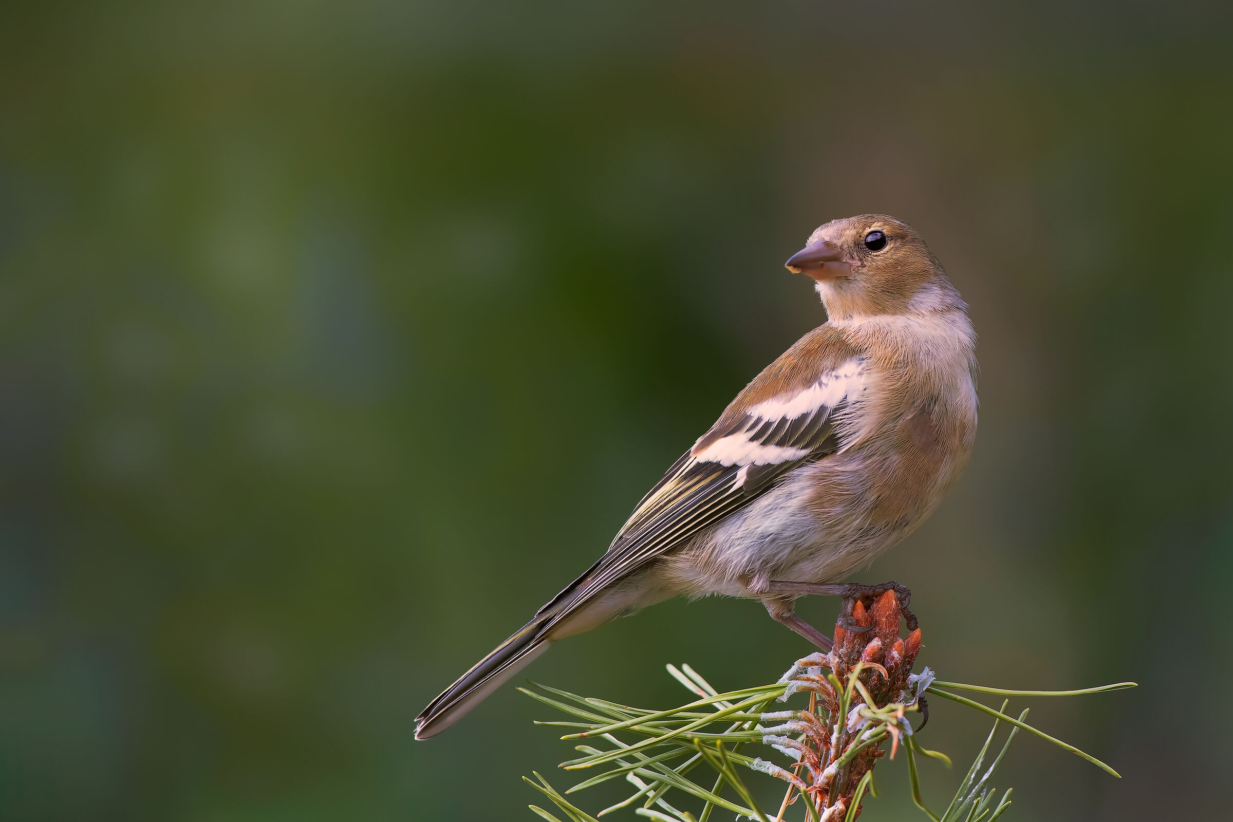 Fringuello - Estate 2018