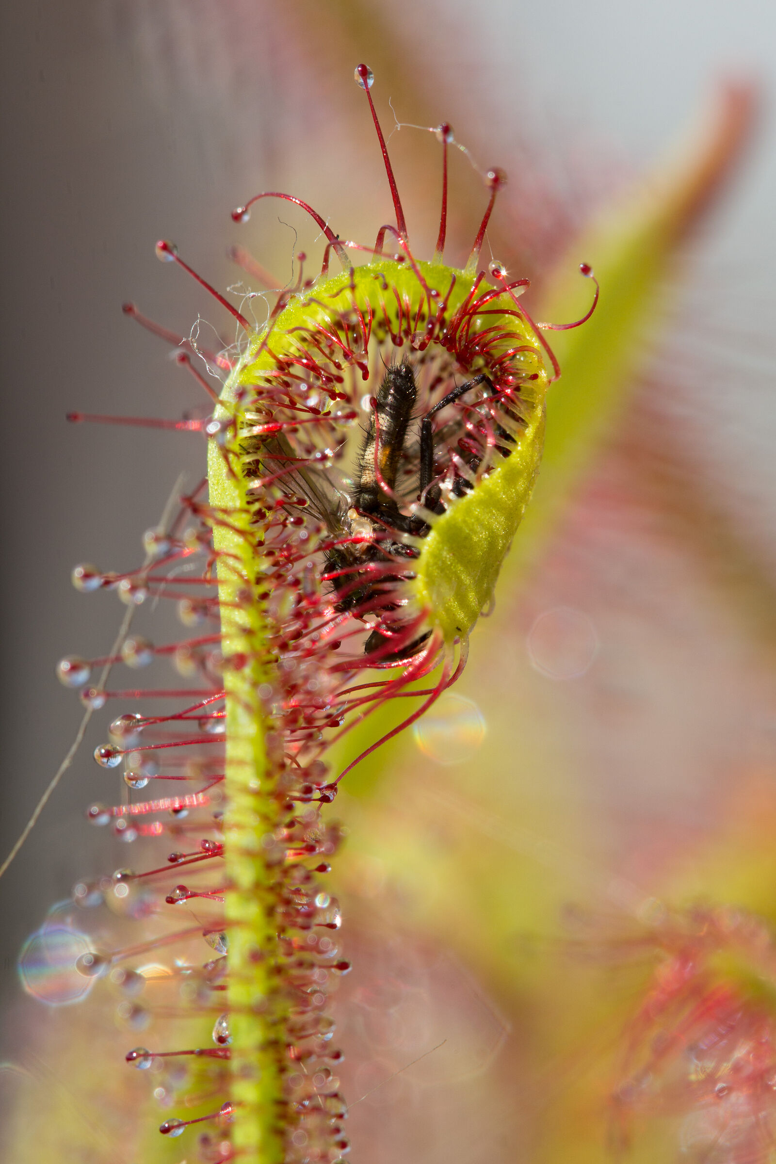 La caccia ha avuto successo!