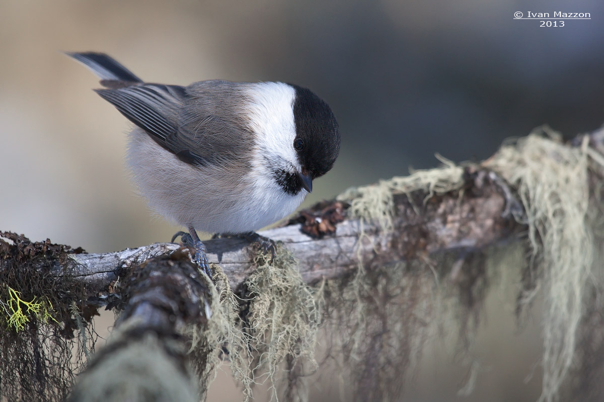 Alpine Tit (Poecile montanus)