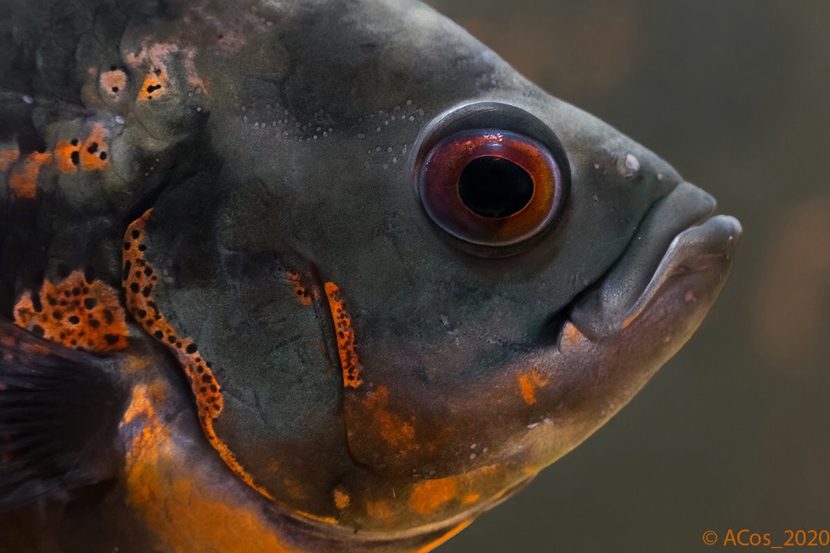 Astronotus Ocellatus