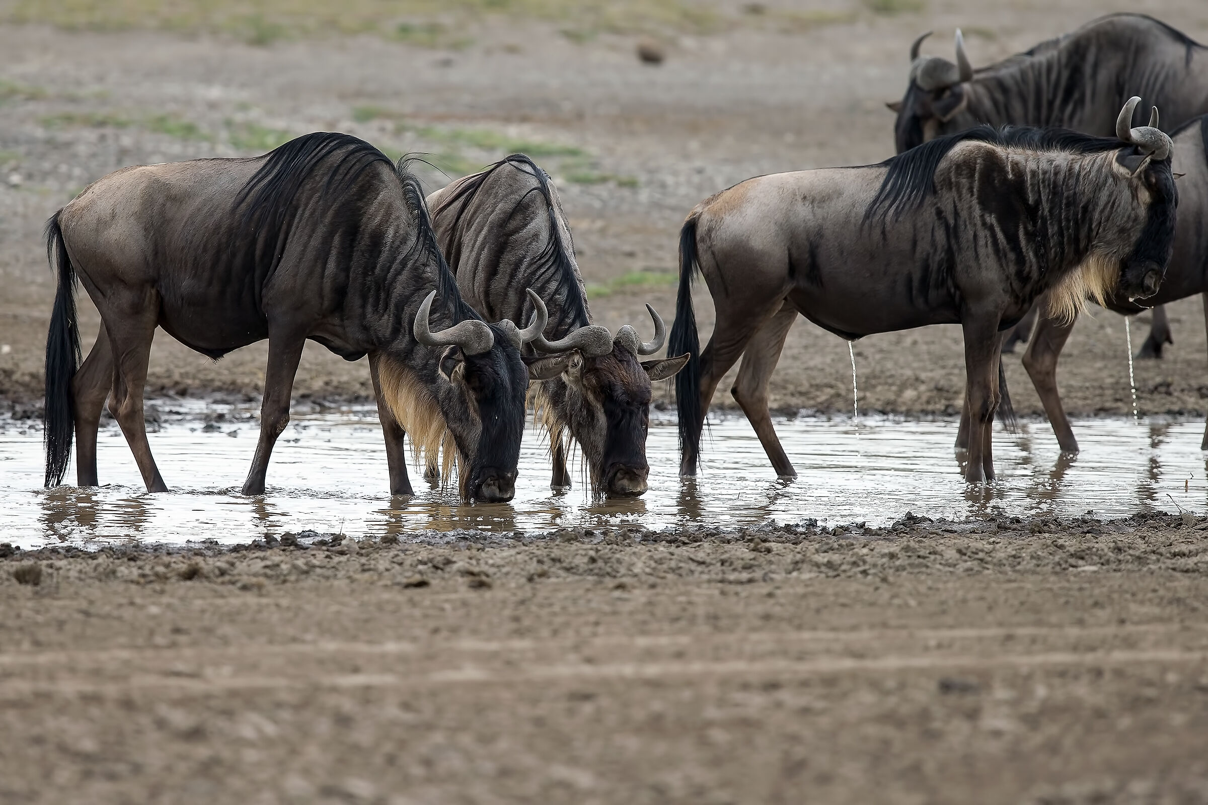 Wildebeest