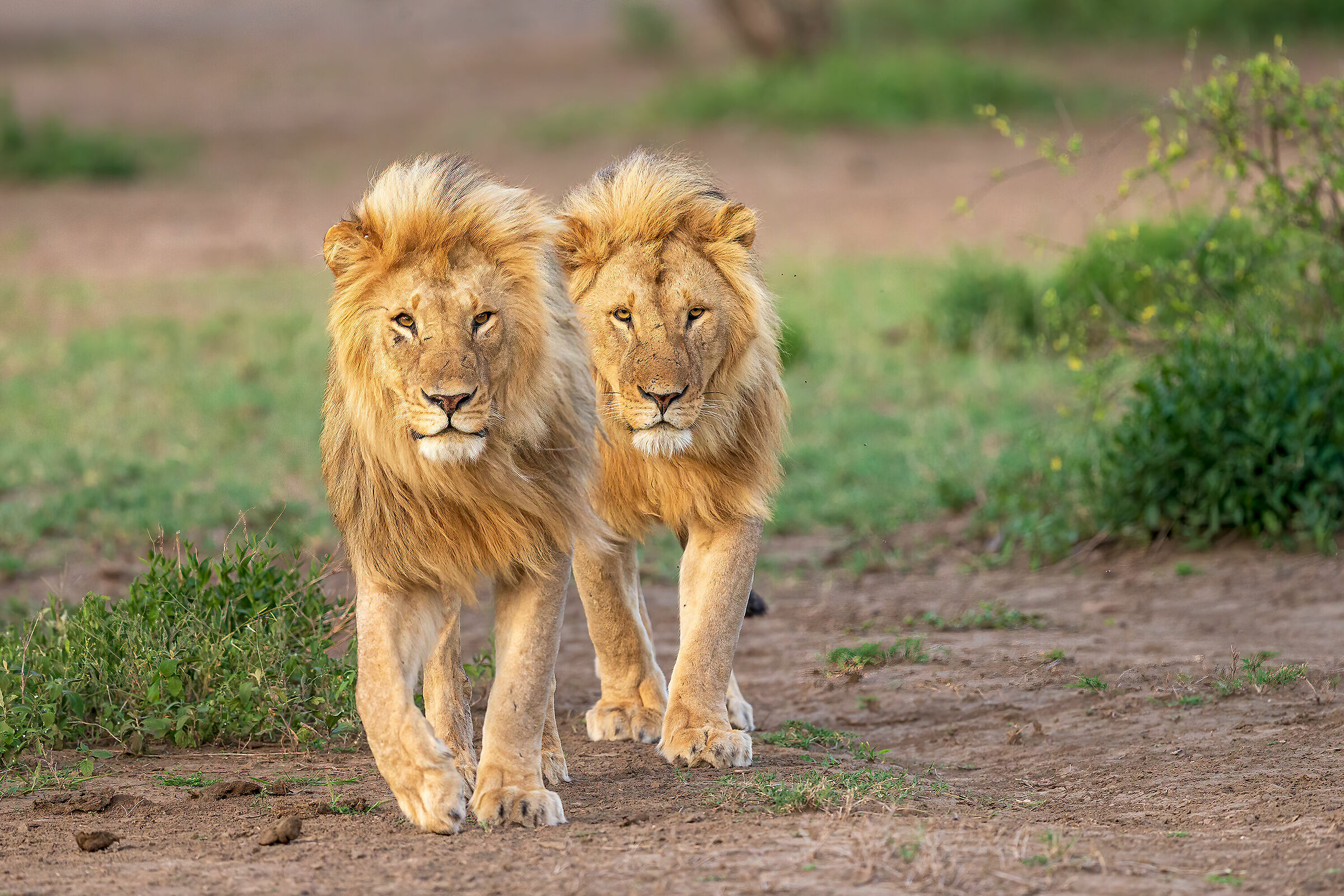 No I'm not a clone II