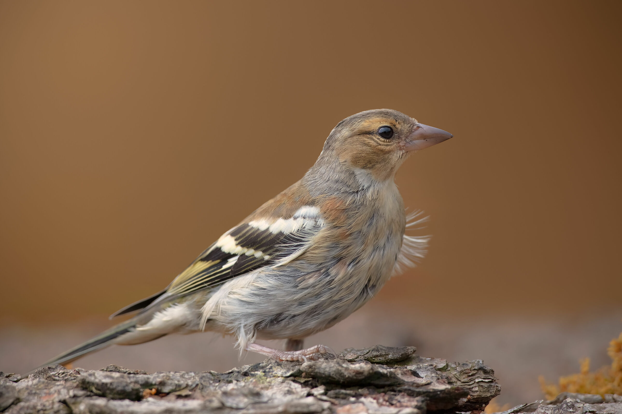 Fringuello juv. - Estate 2018
