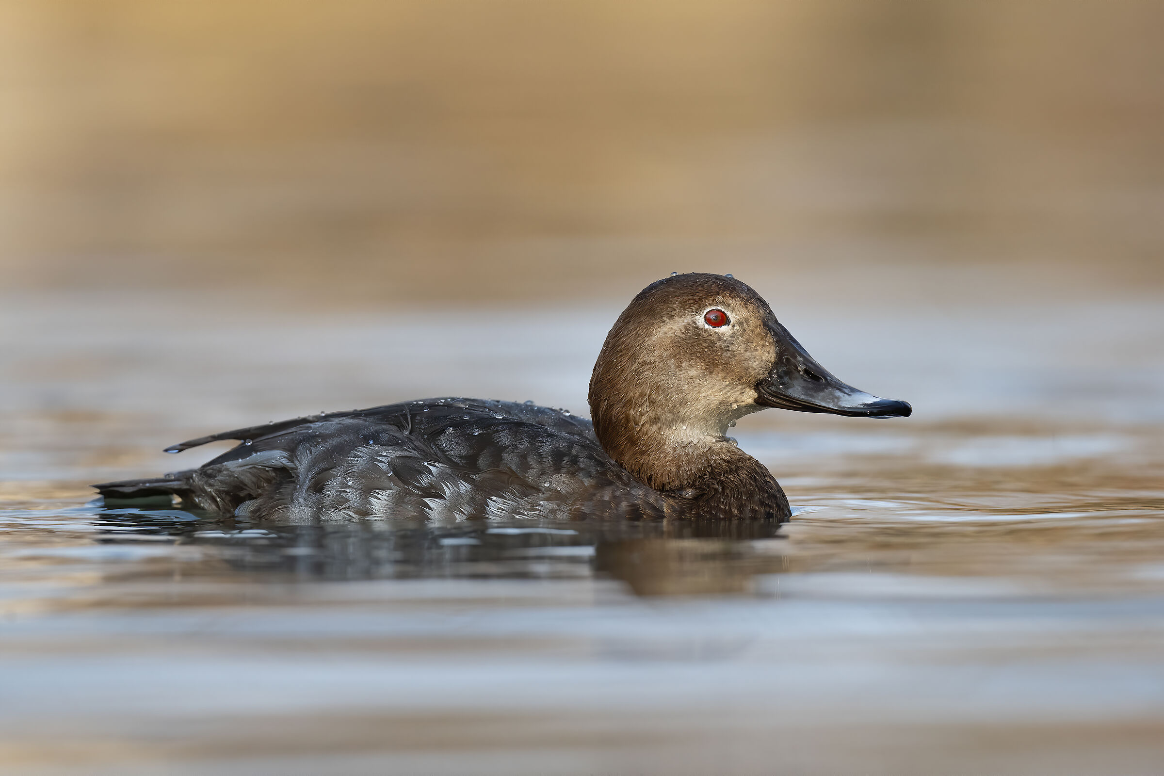 moriglione (femmina)