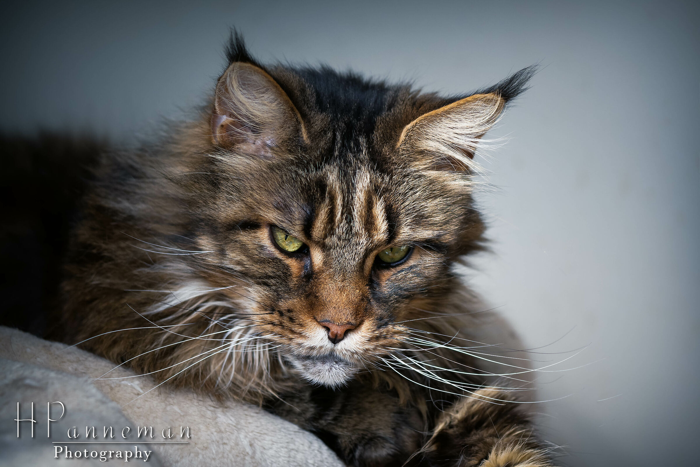 Maine Coon