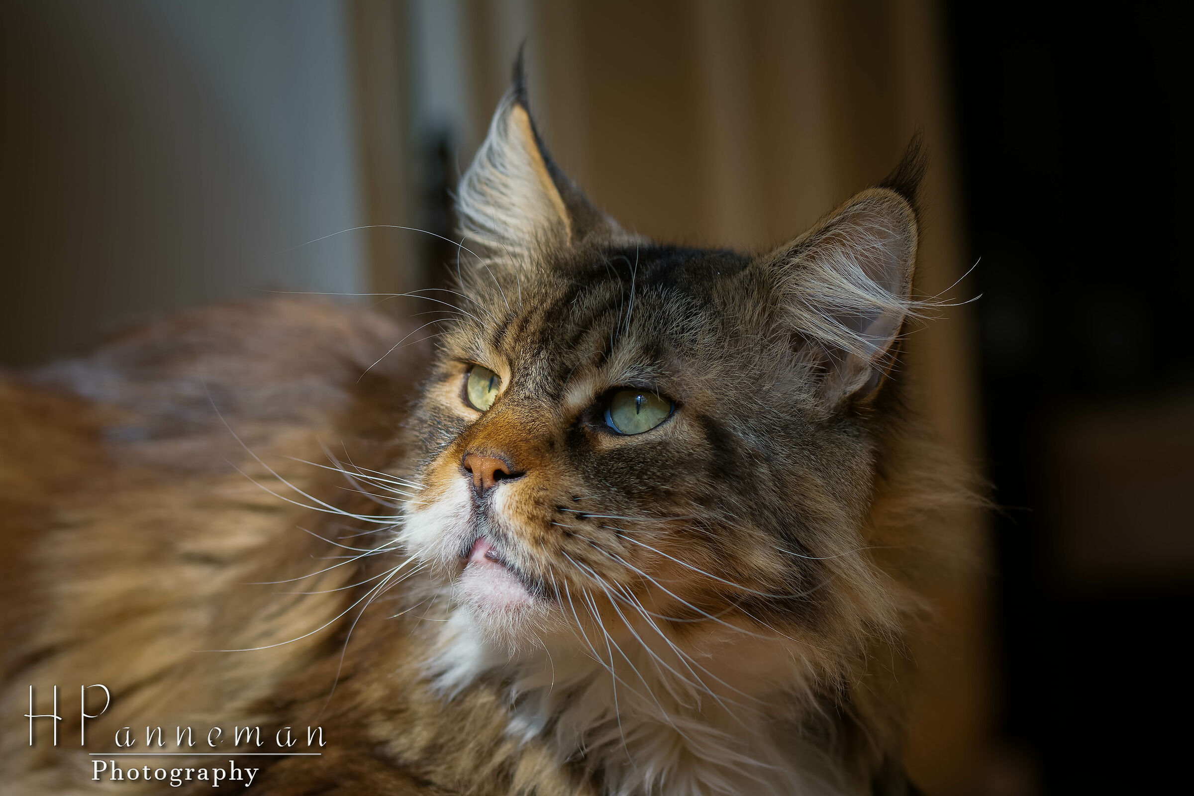 Maine Coon