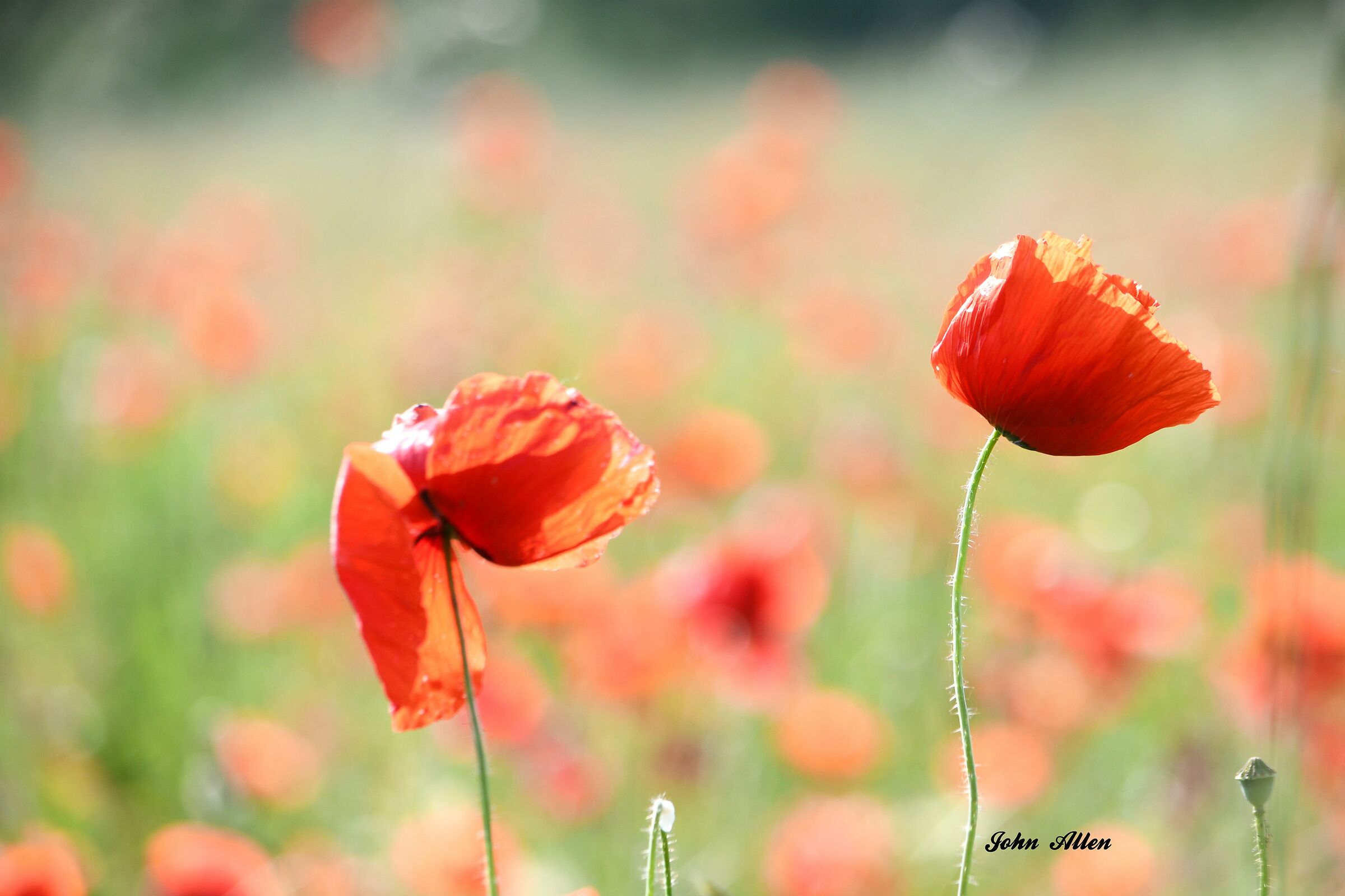 Poppies