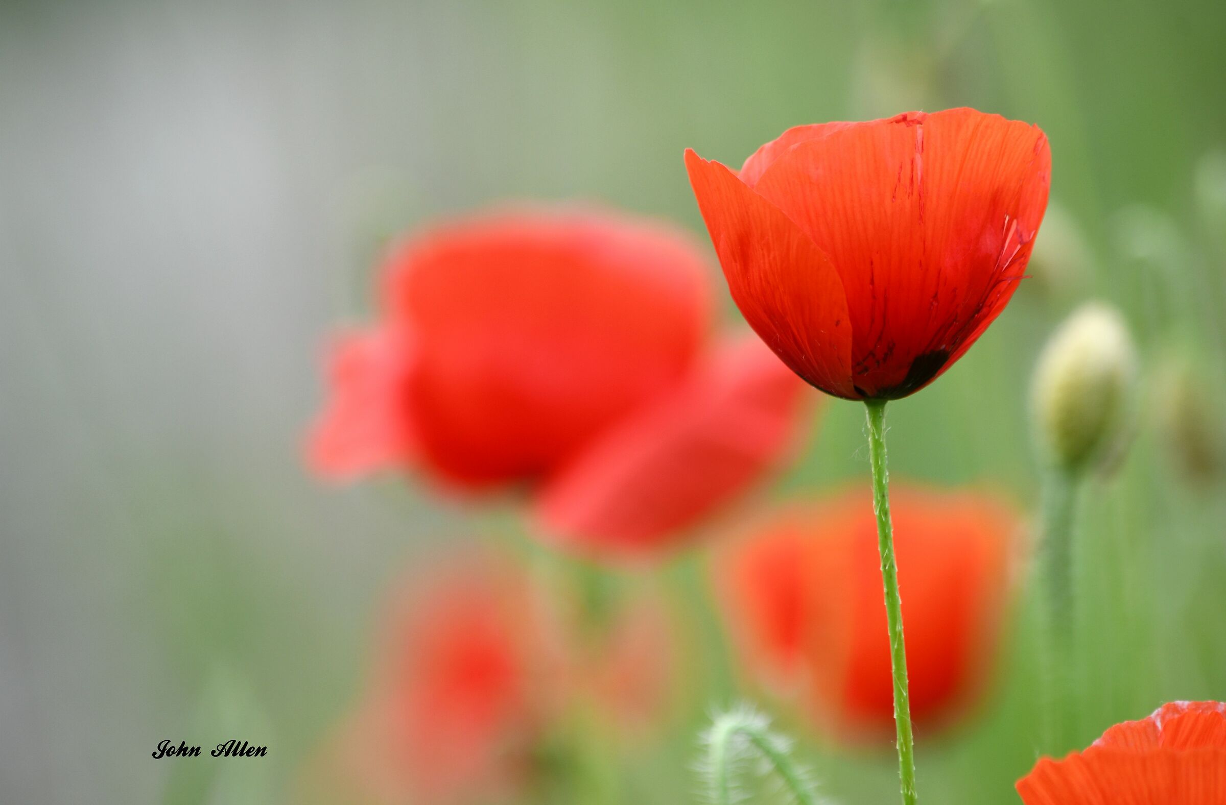 Poppies