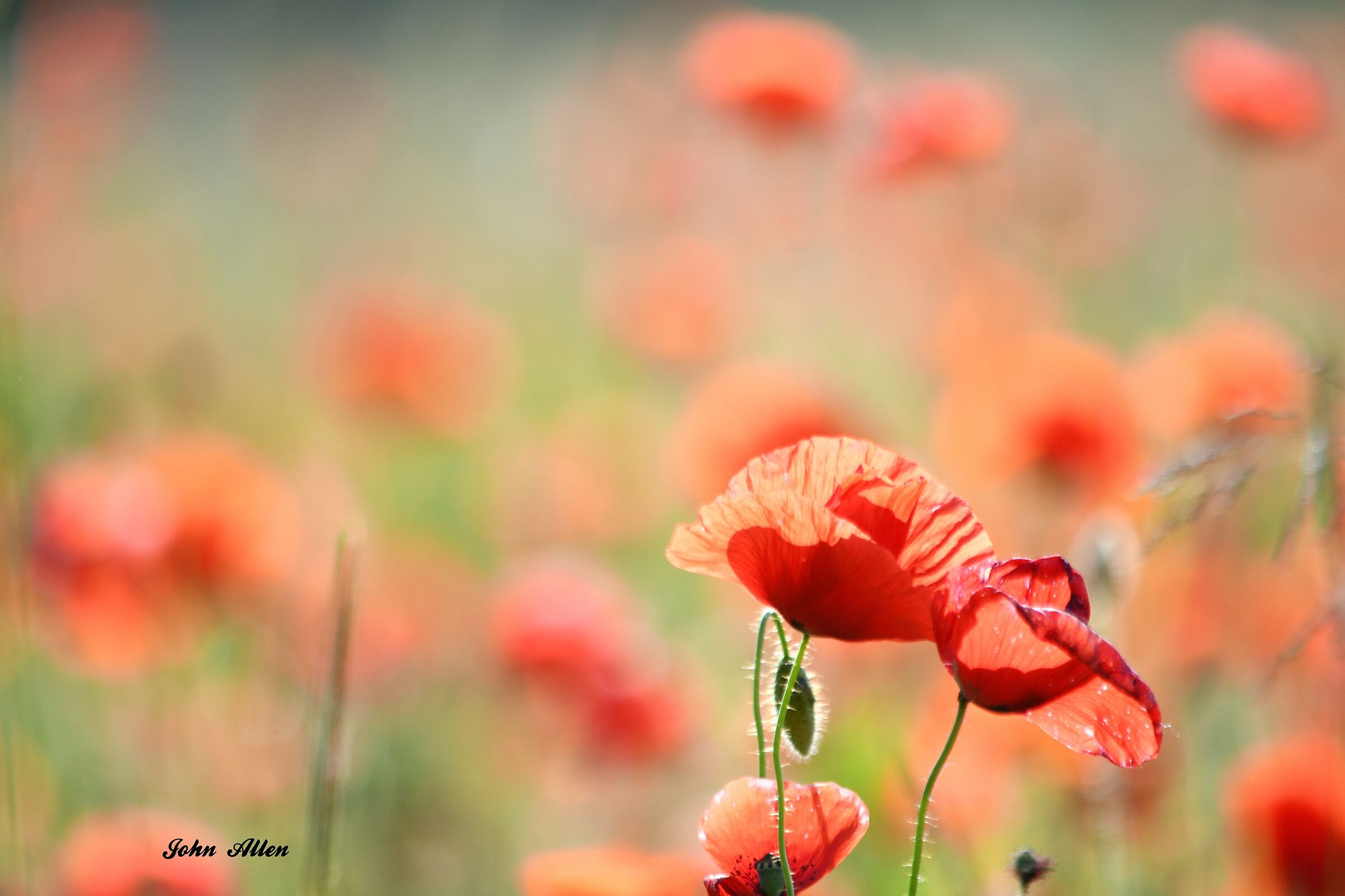Poppies