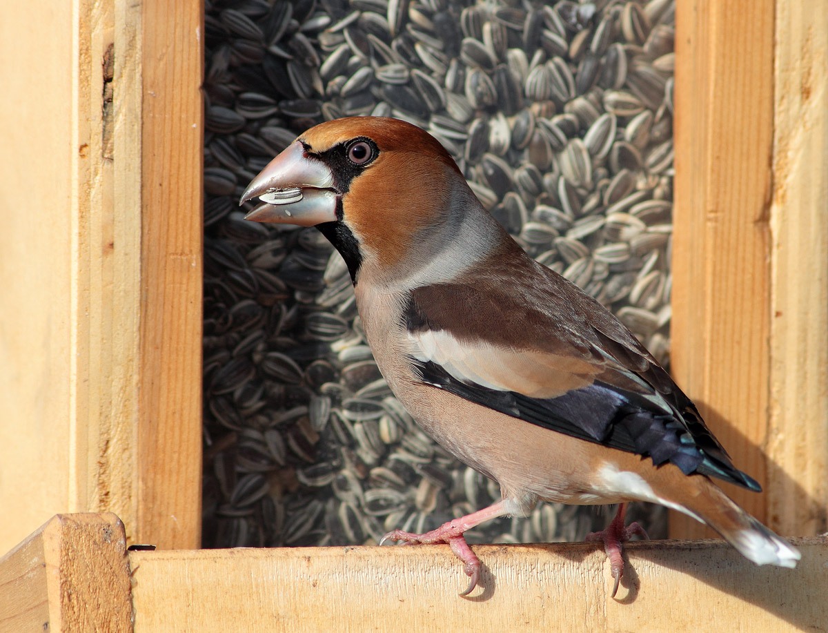 Hawfinch the manger