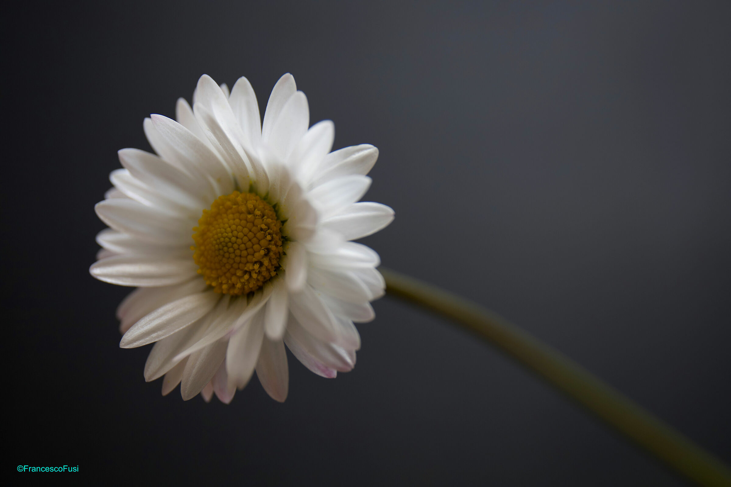 Simply... Daisy