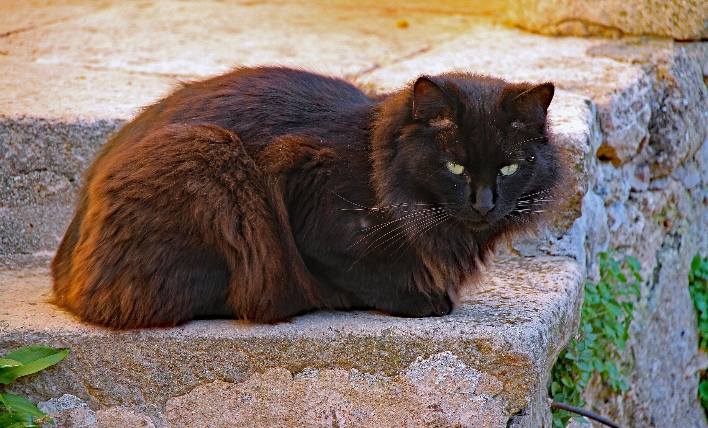 Gattone al sole - Liguria
