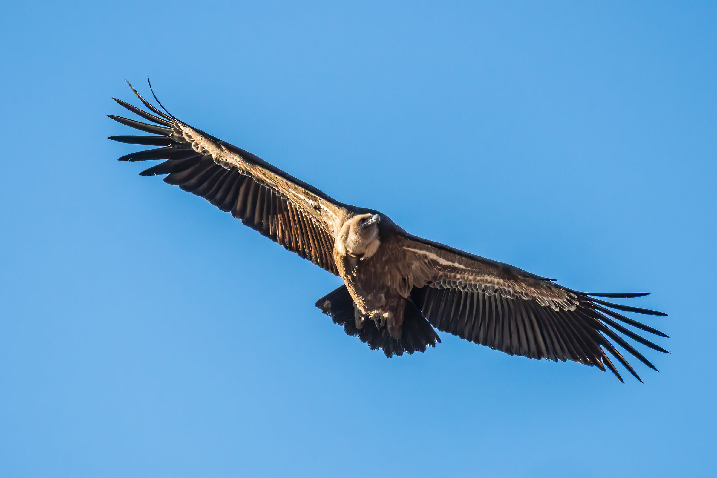 Griffin