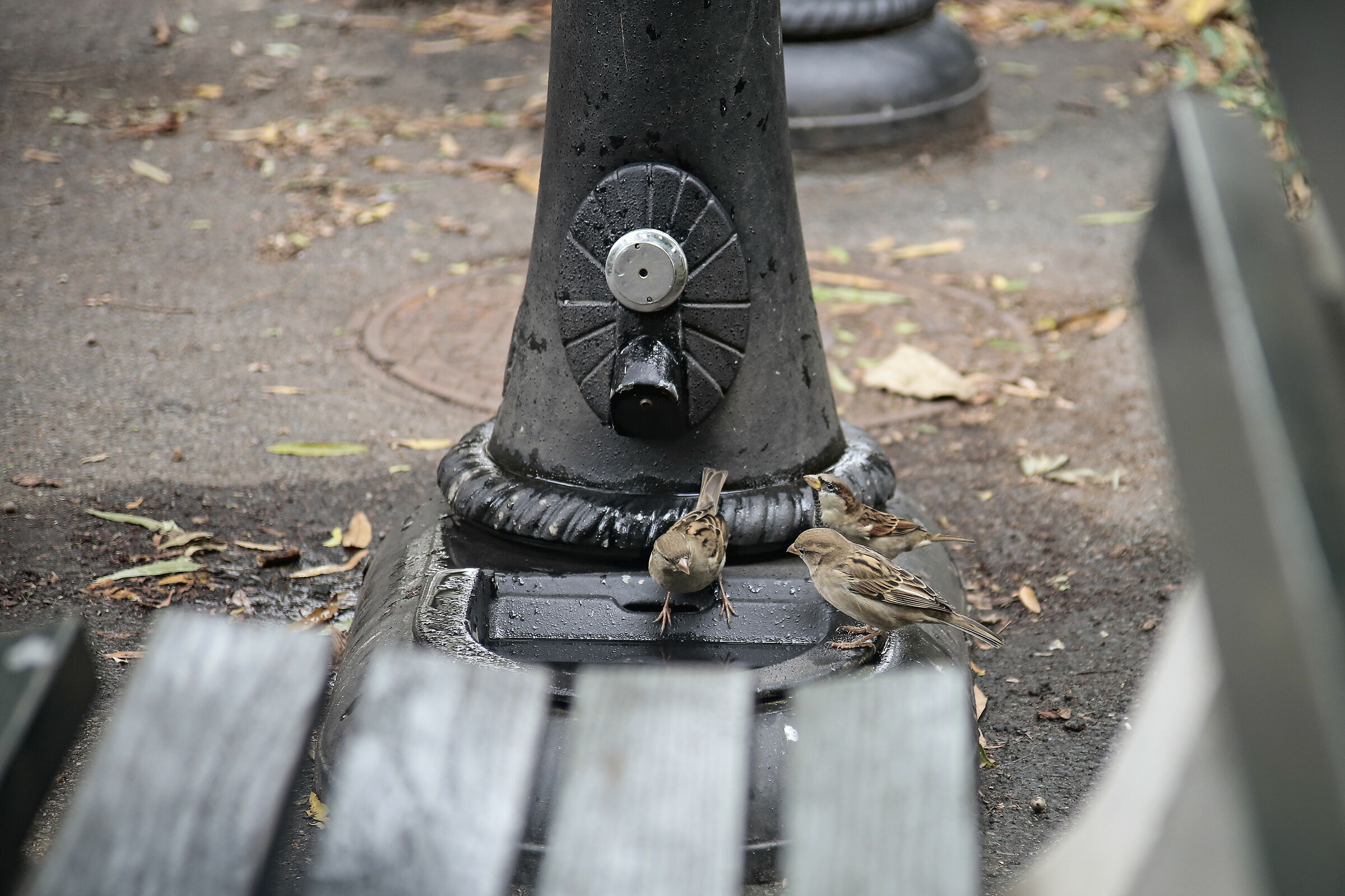 Three friends at the bar...