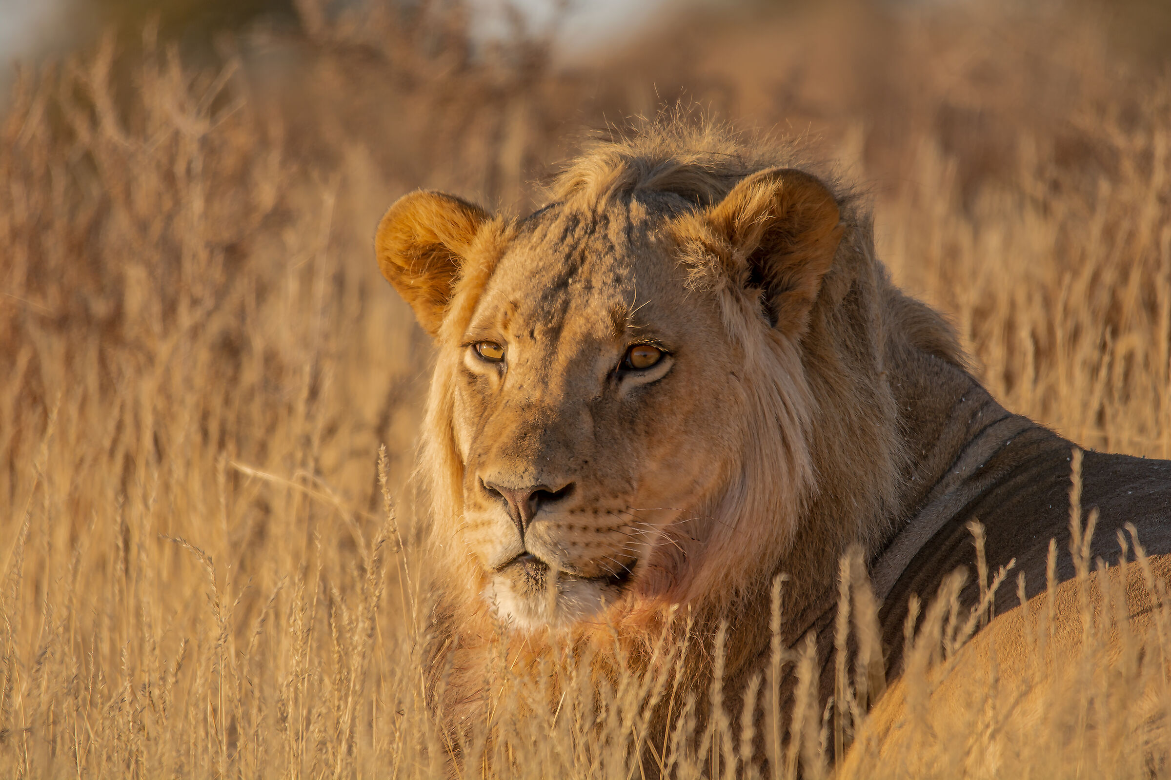 Lion