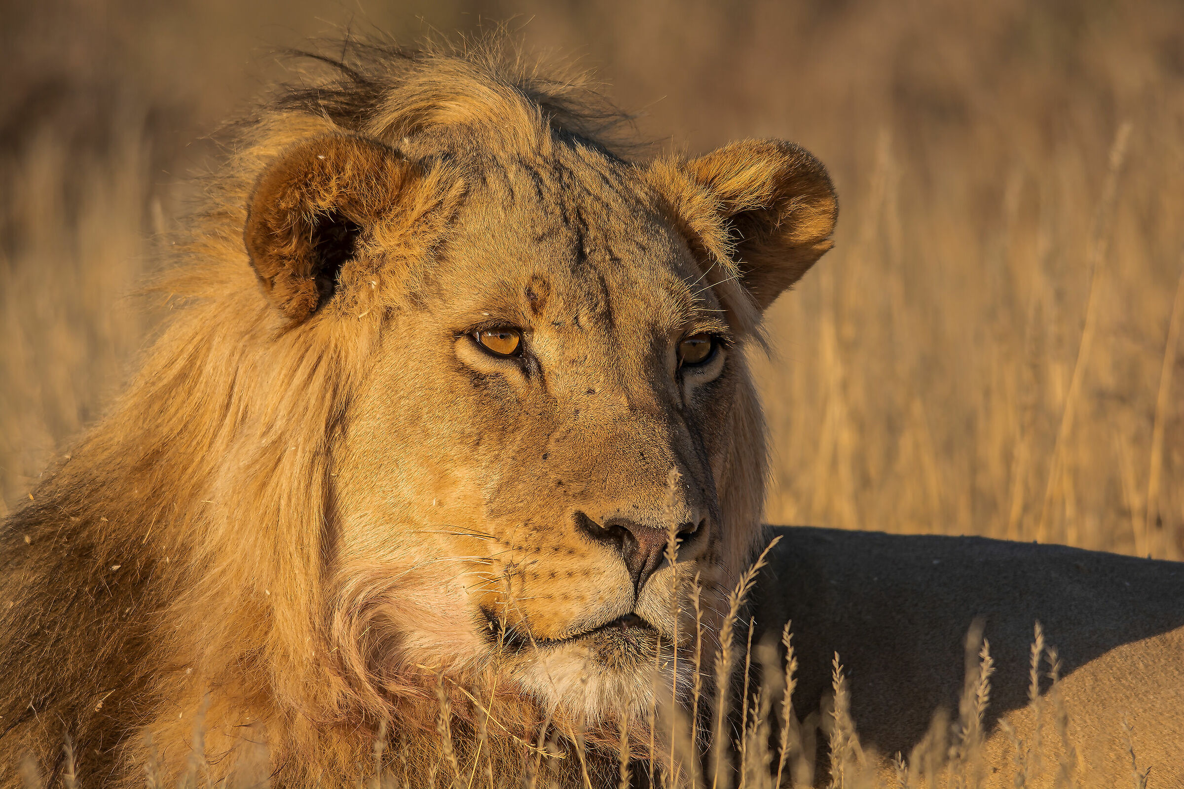 Lion