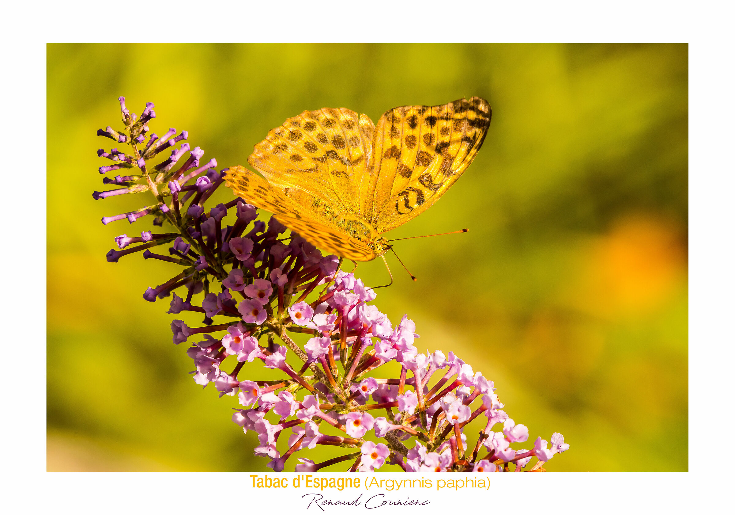 Tabac d'Espagne (Argynnis paphia)