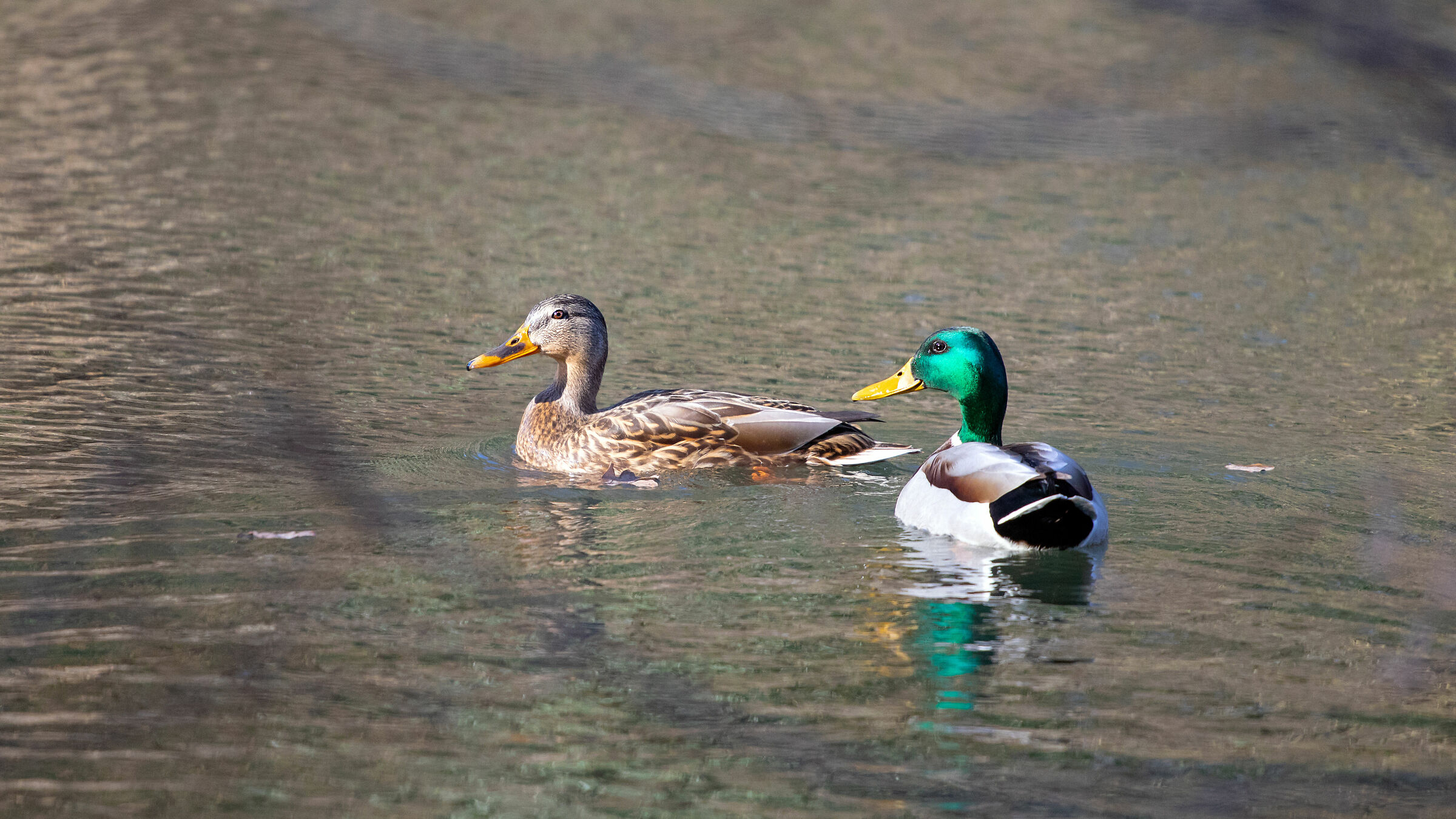 Mallards (Anas platyrhynchos)