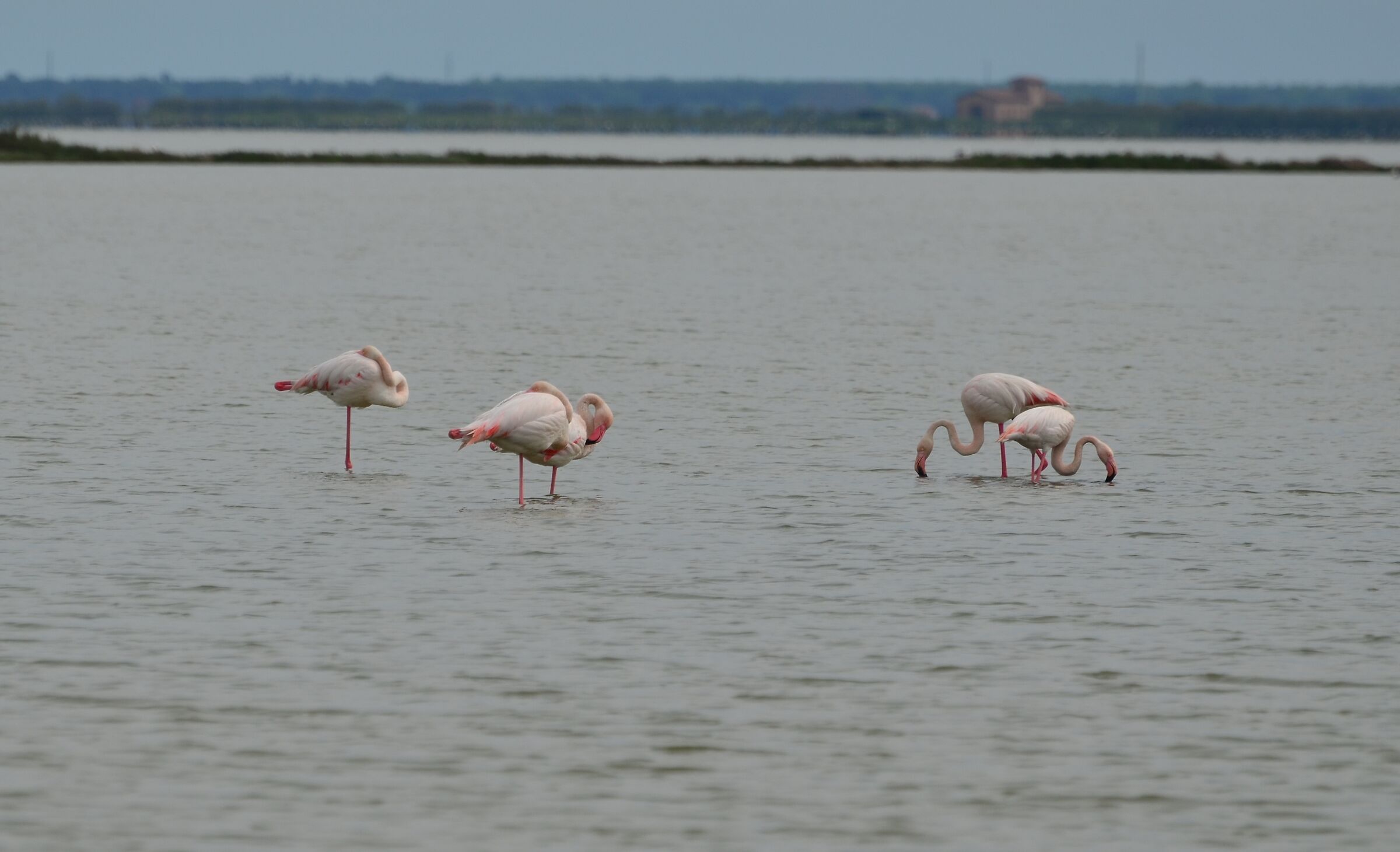 Couples of acquaintances