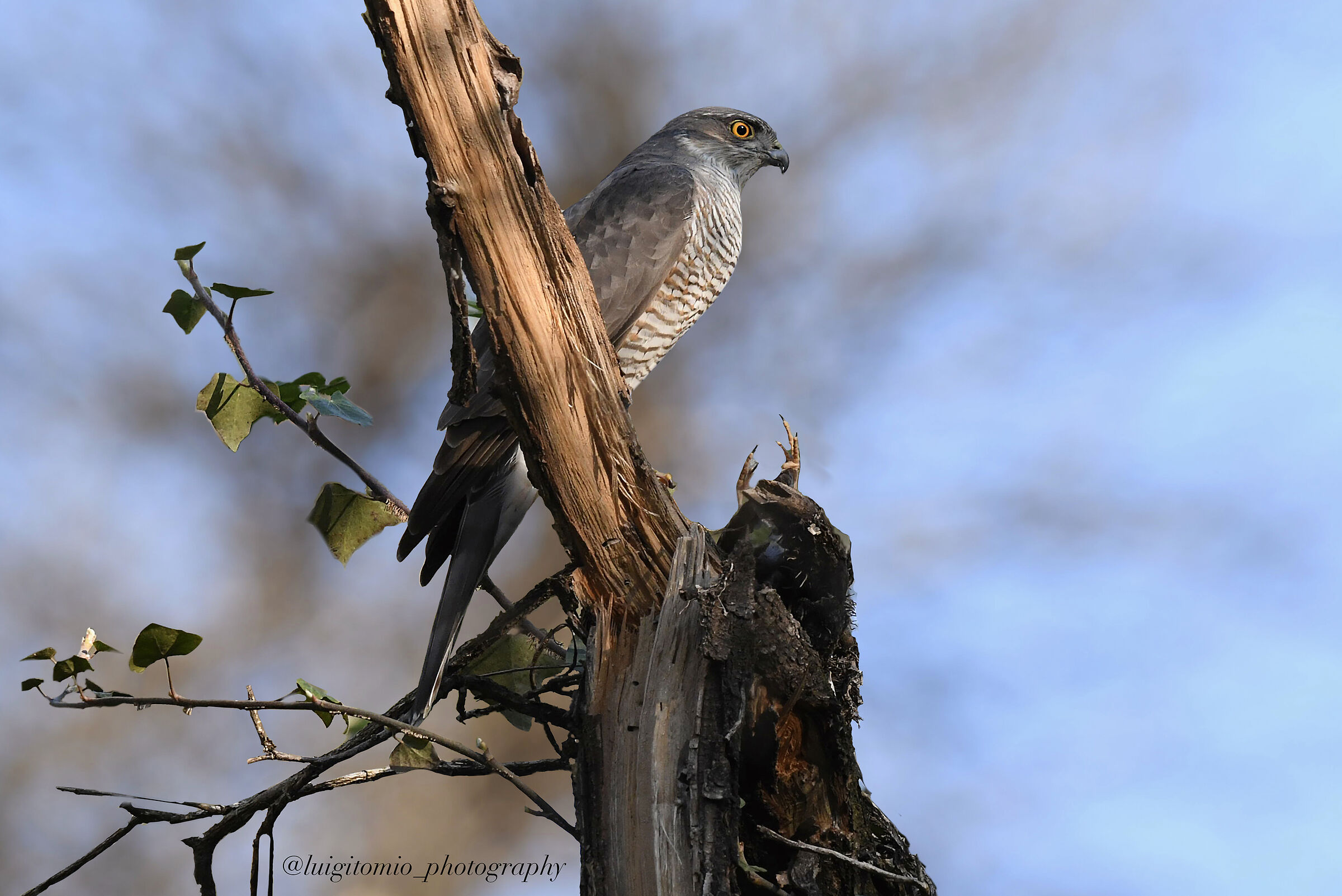 What's left of lunch!