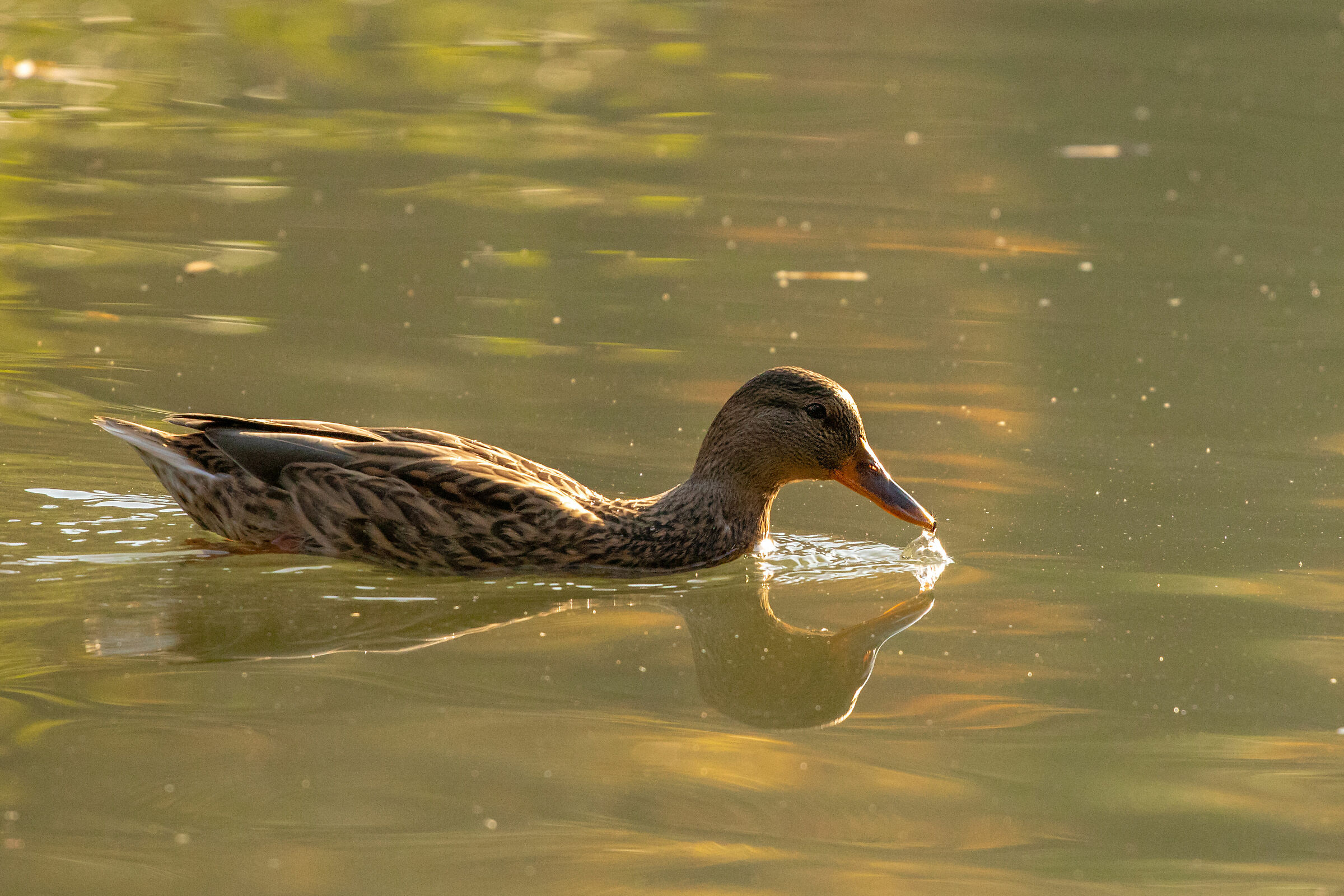 Mallard (Anas platyrhynchos)