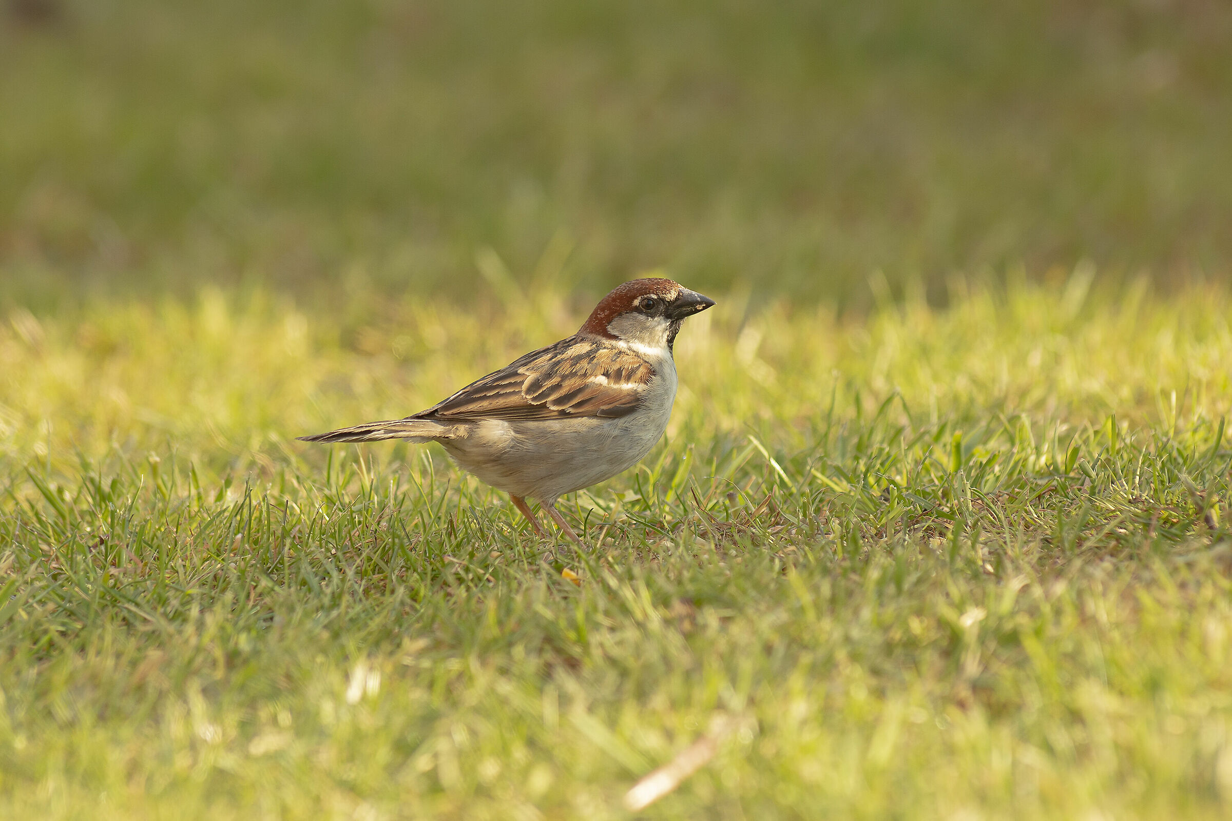 Passero