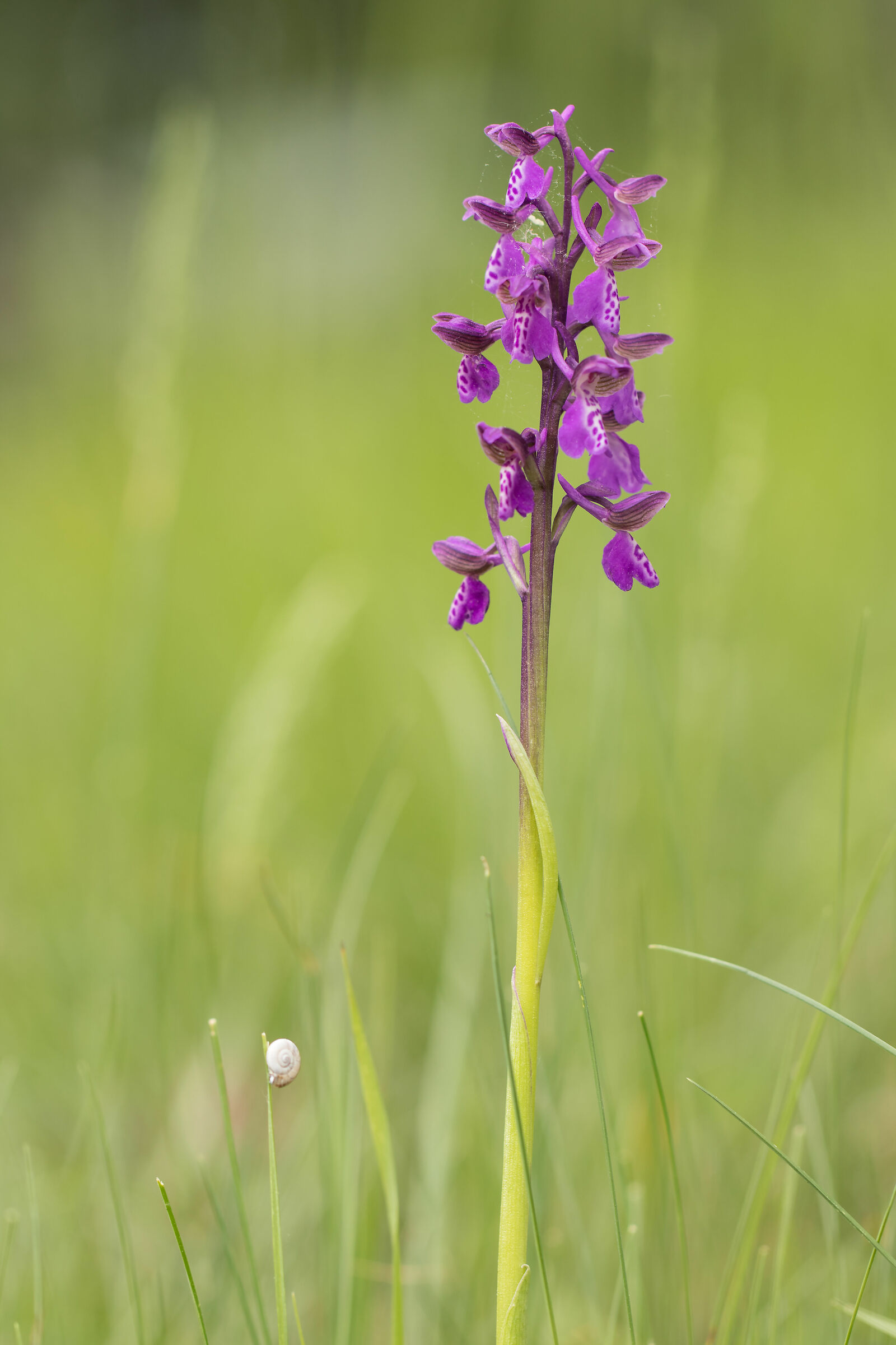 Anacamptis die