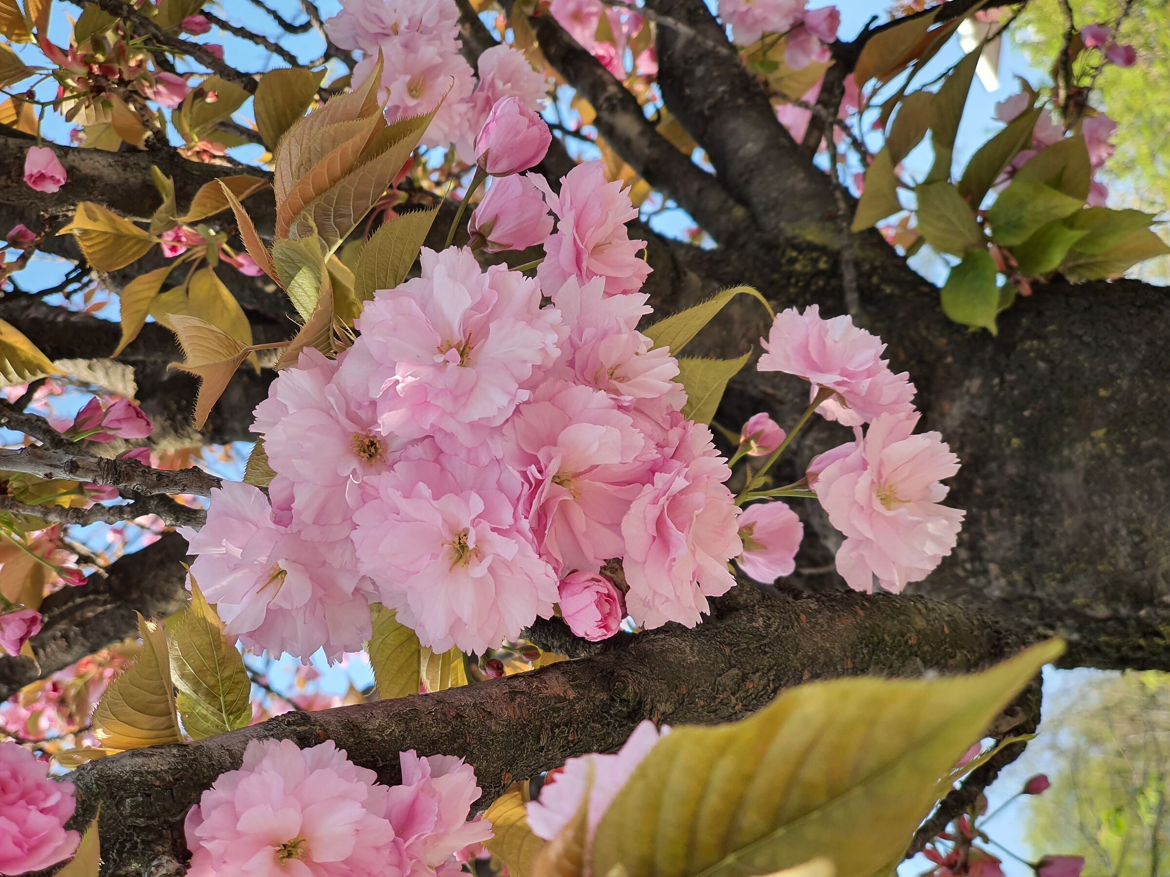 Giardino condominiale fiorito