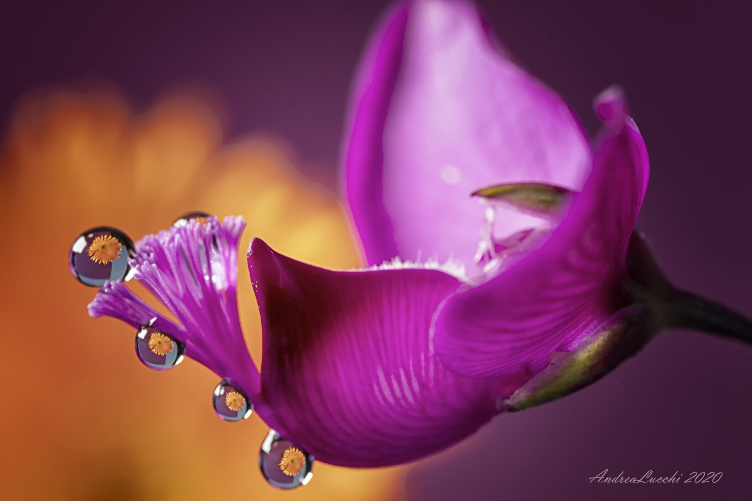 riflessi di primavera