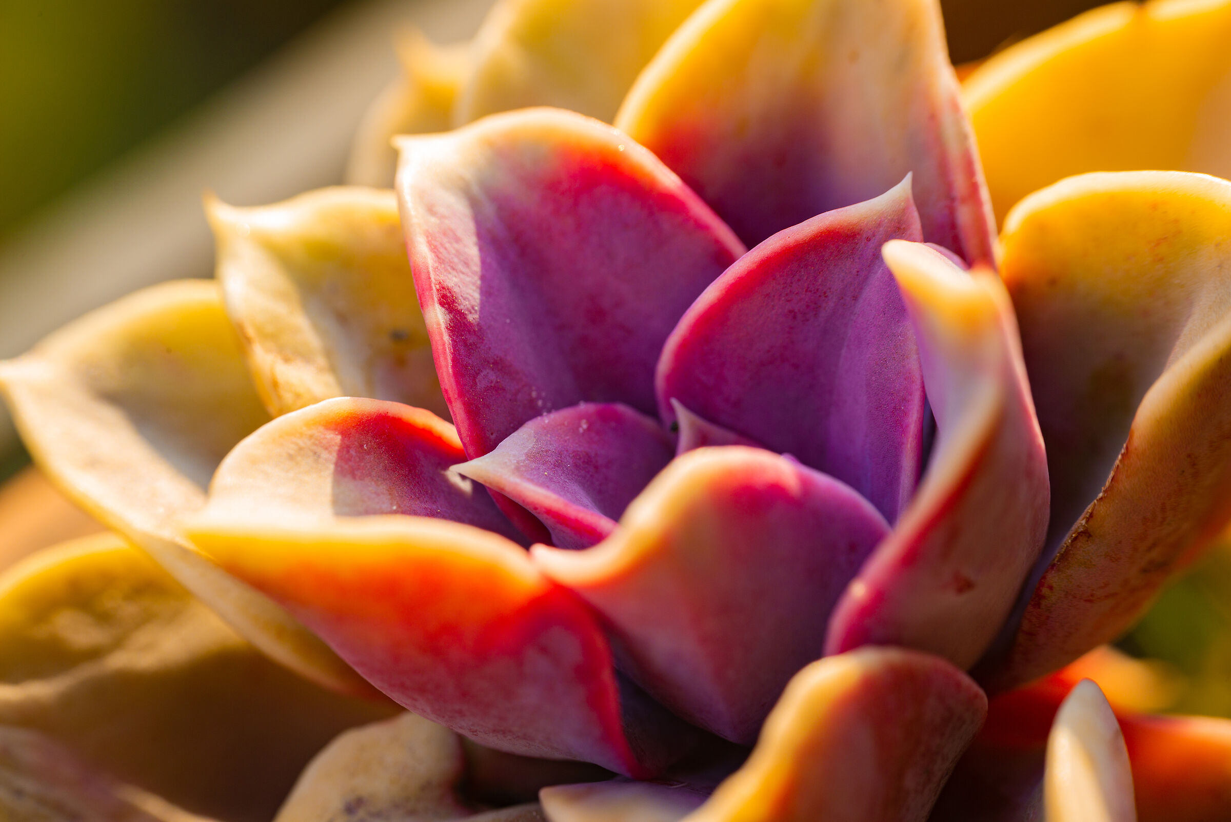 .. non potendo uscire di casa...