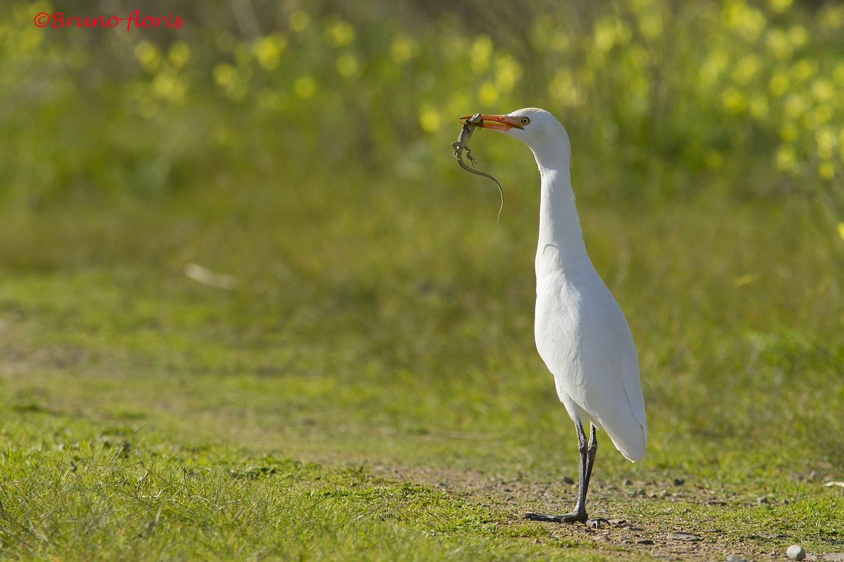 Airone guardabuoi con lucertola