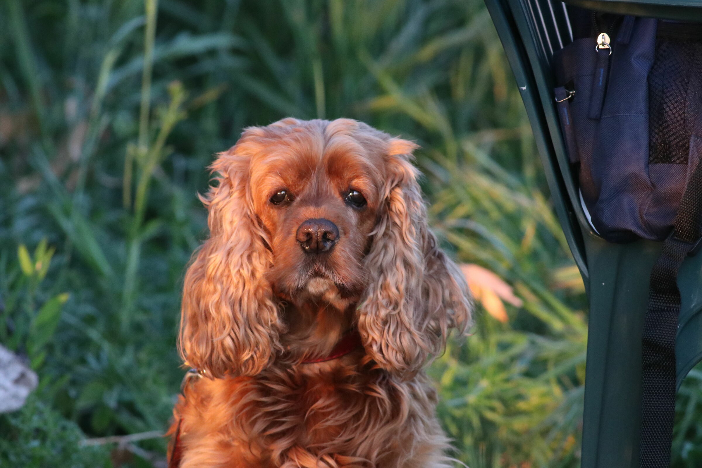 cocker spaniel femmina di 11 anni