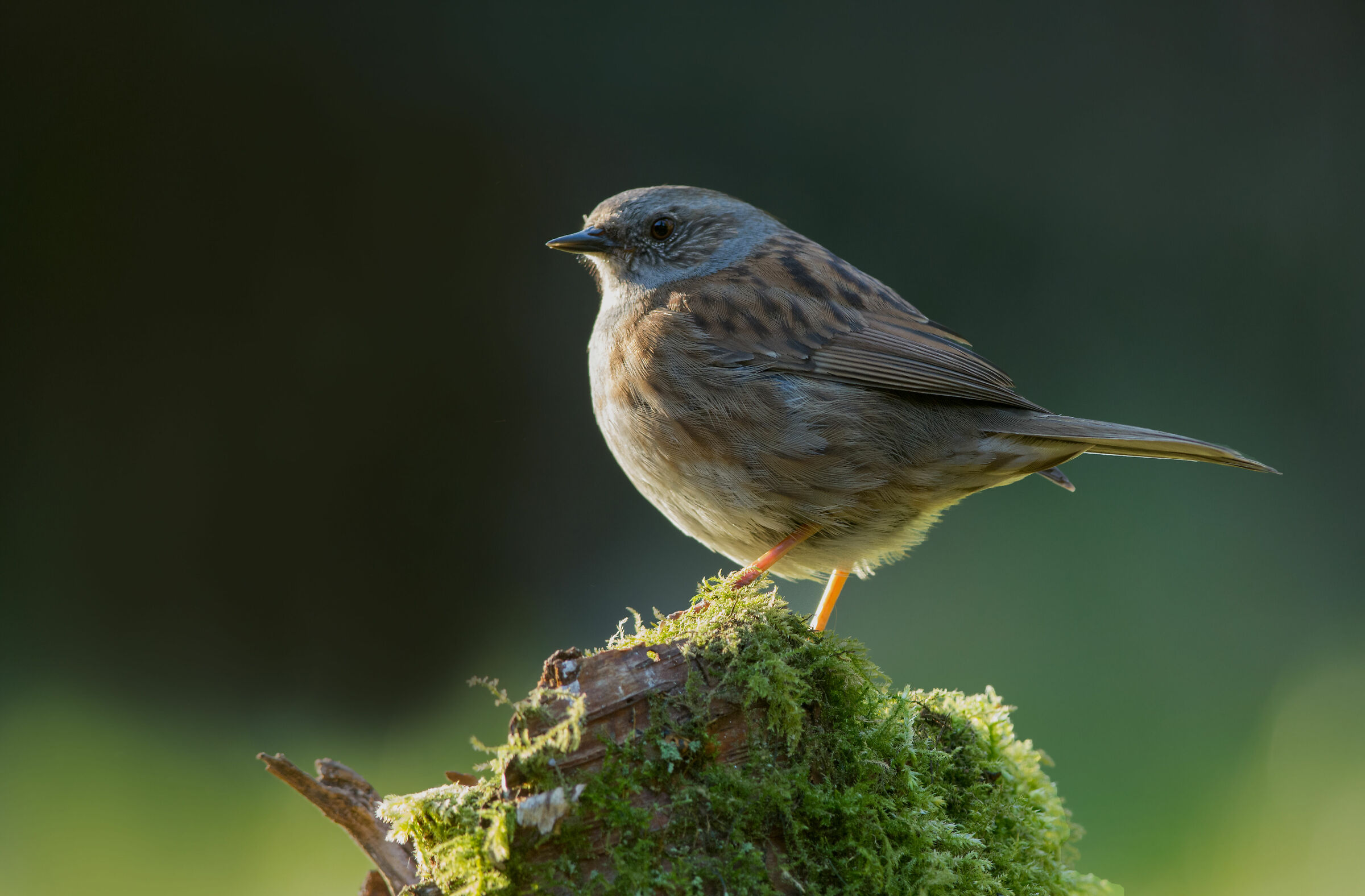 dunnock