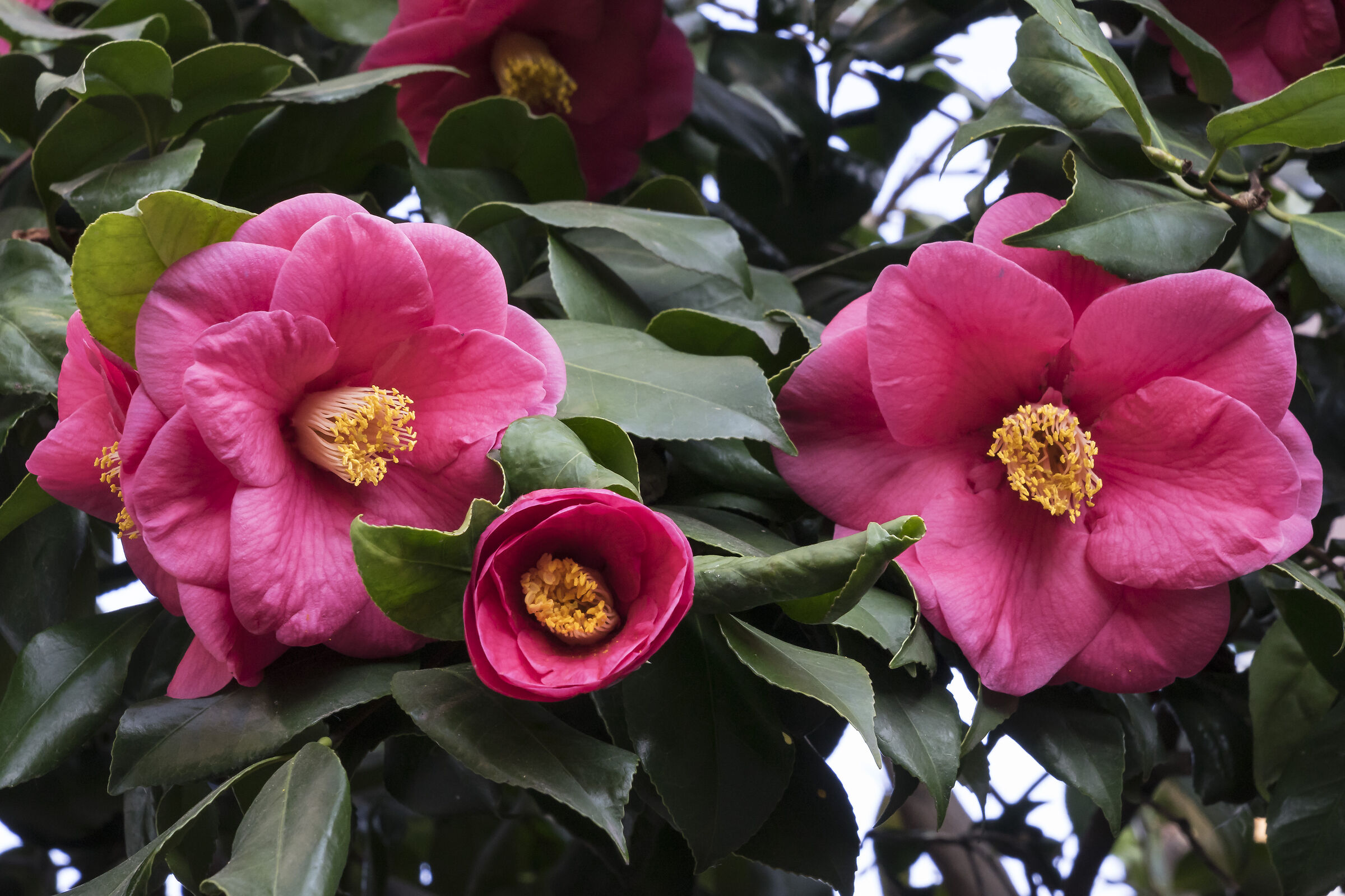 Camelie Sasanqua - 1