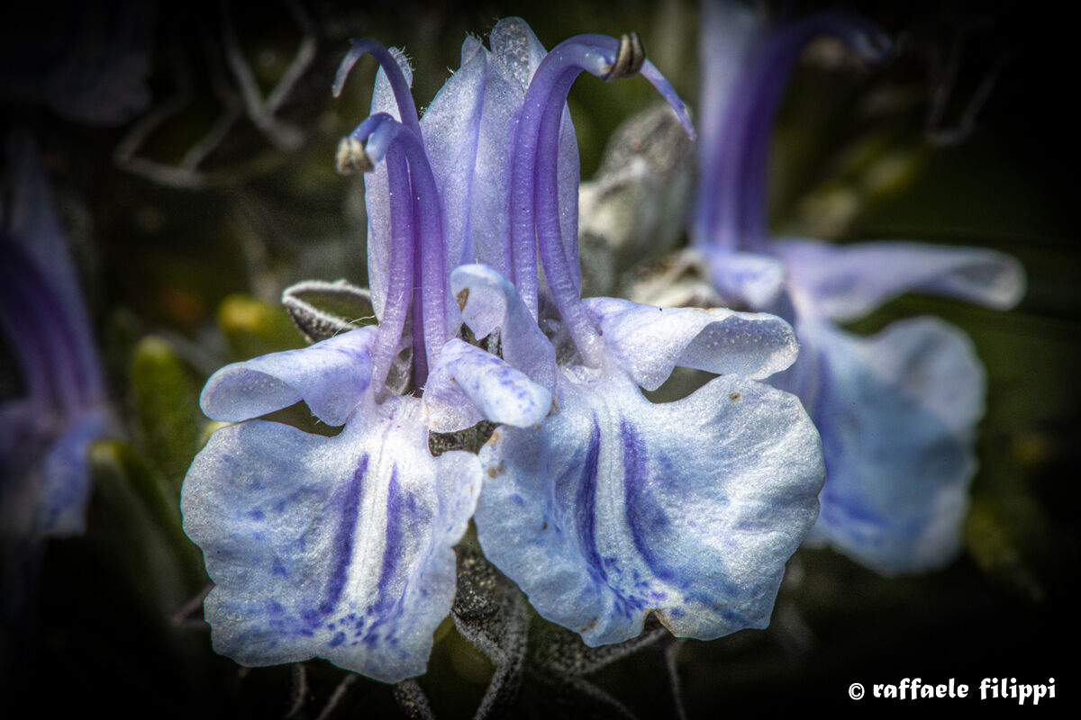 Fiore di rosmarino