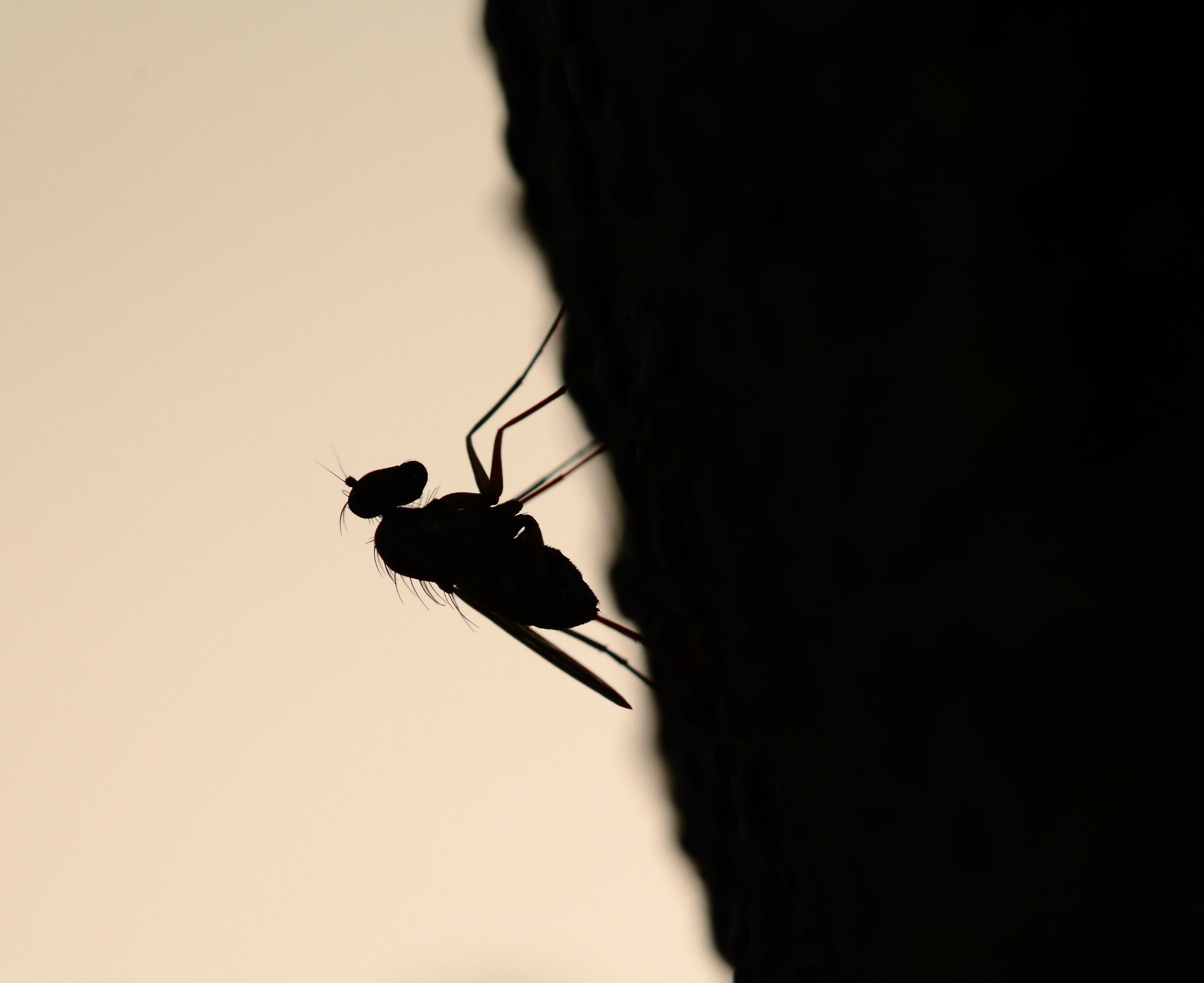 silhouette