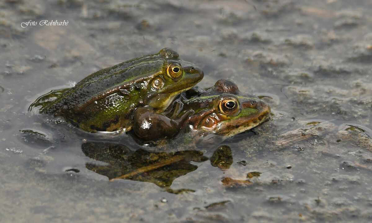 Let's do a tadpole...